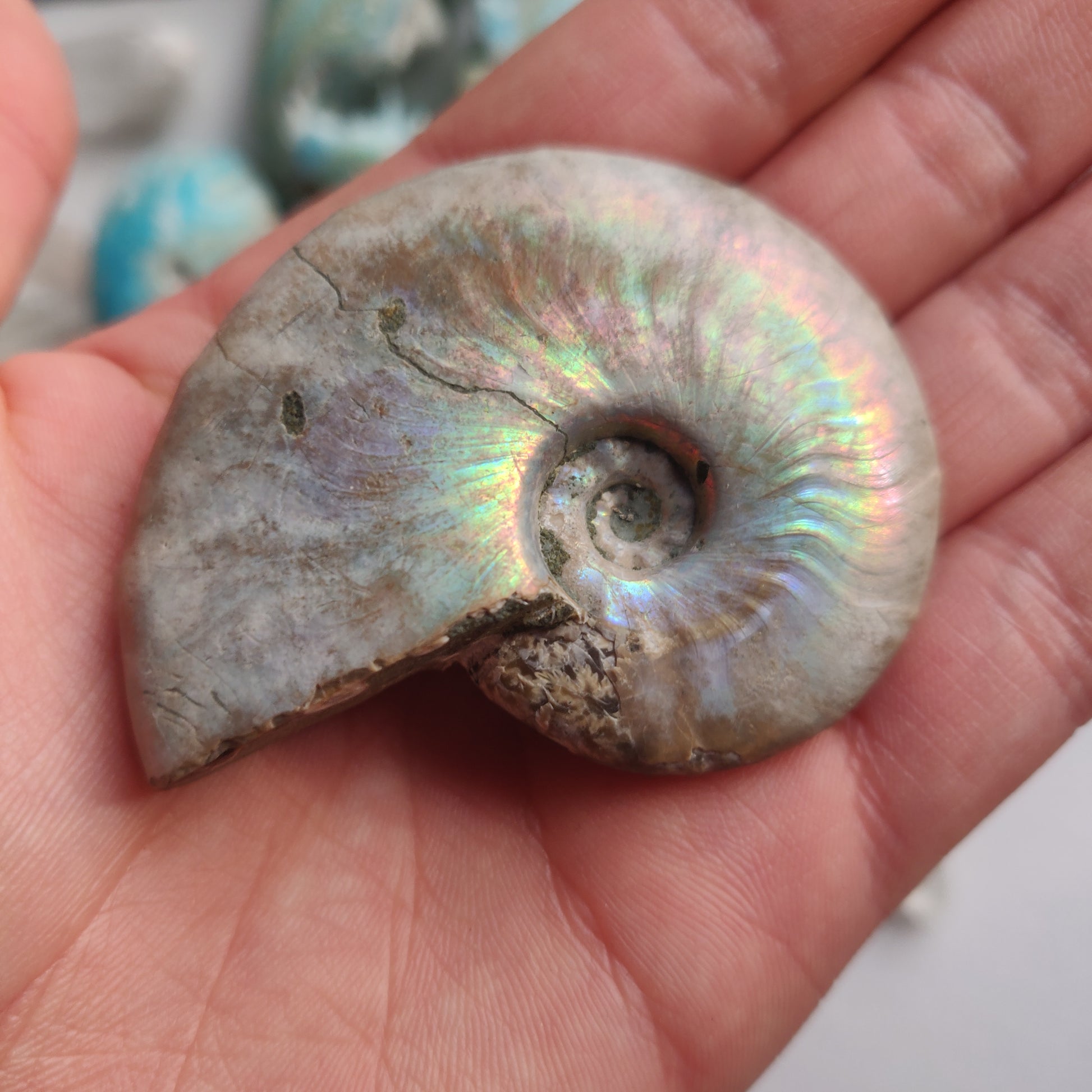 Ammonite, Opalized Ammonite (#1) - Simply Affinity