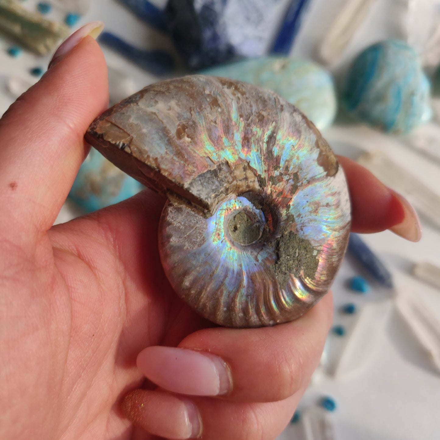 Ammonite, Opalized Ammonite (#12) - Simply Affinity