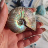 Ammonite, Opalized Ammonite (#12) - Simply Affinity