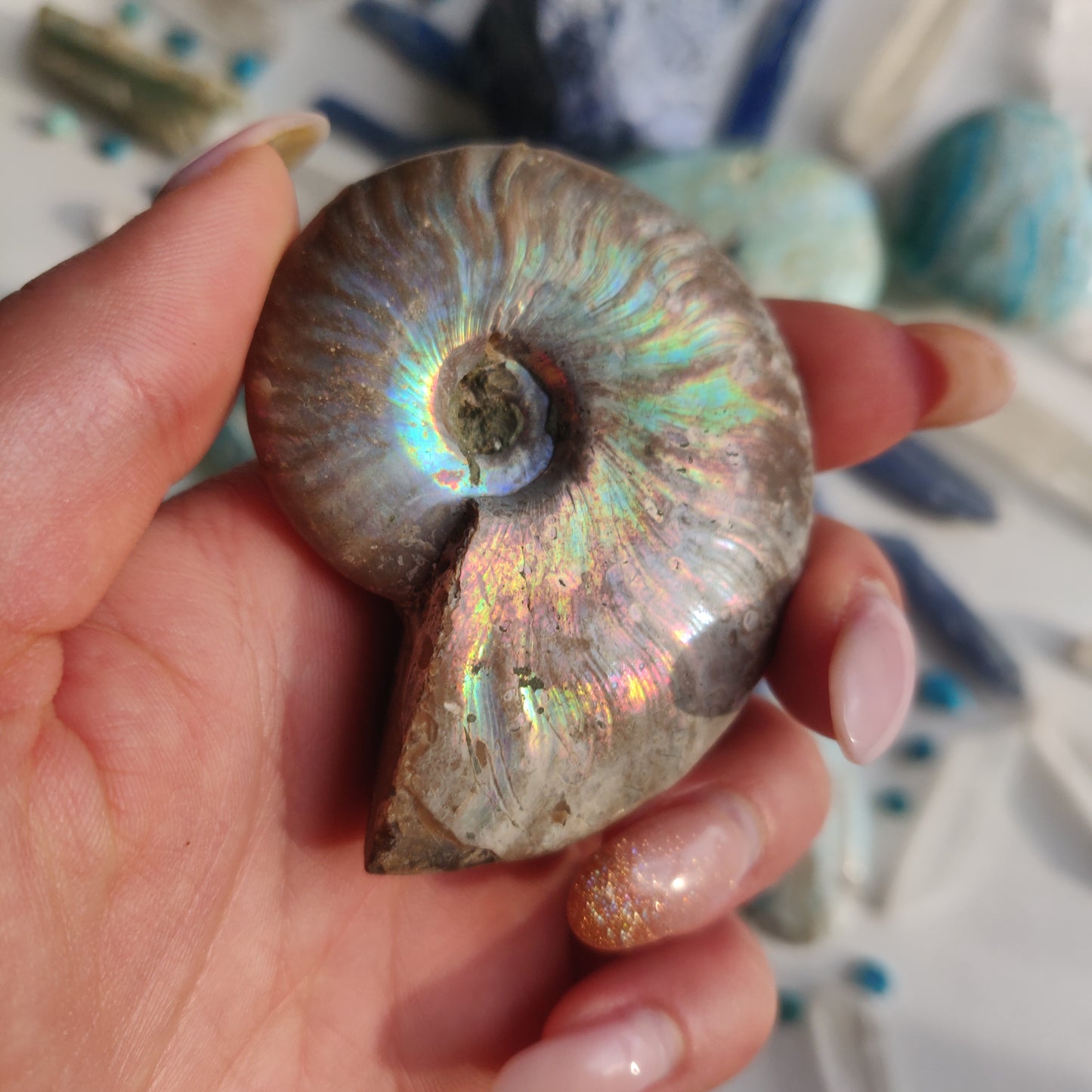 Ammonite, Opalized Ammonite (#12) - Simply Affinity