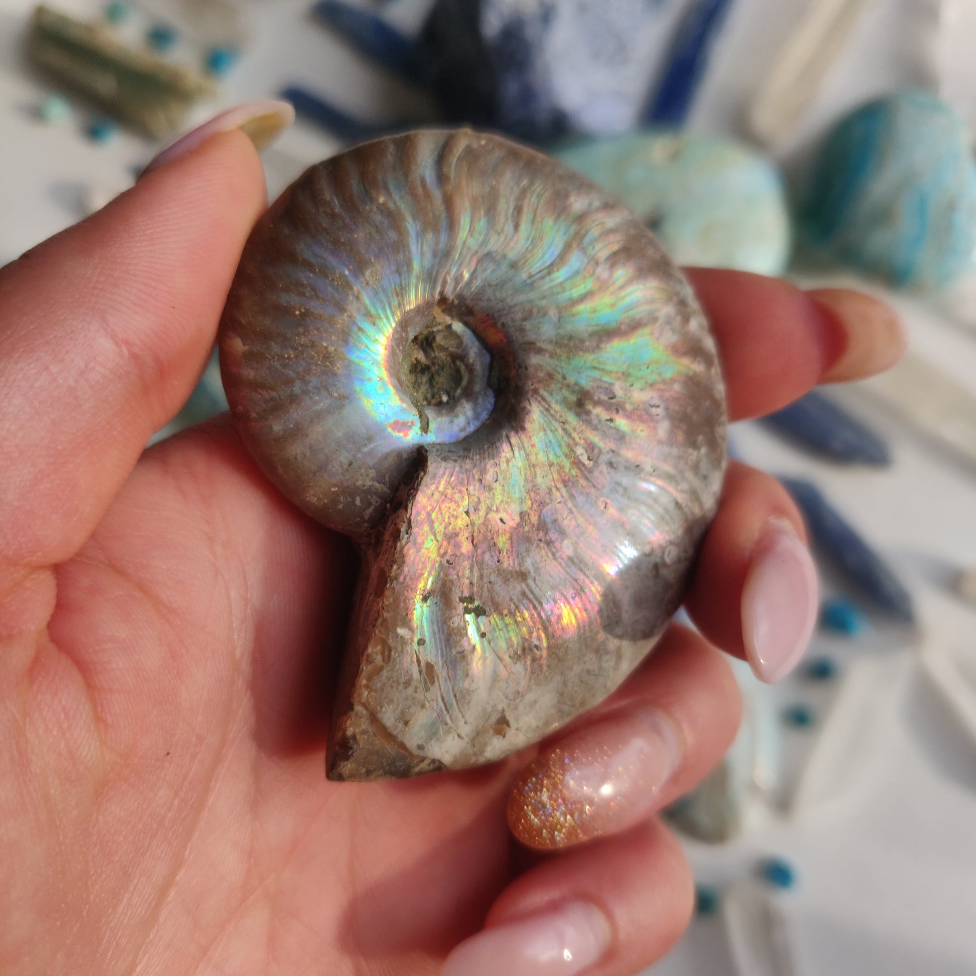 Ammonite, Opalized Ammonite (#12) - Simply Affinity