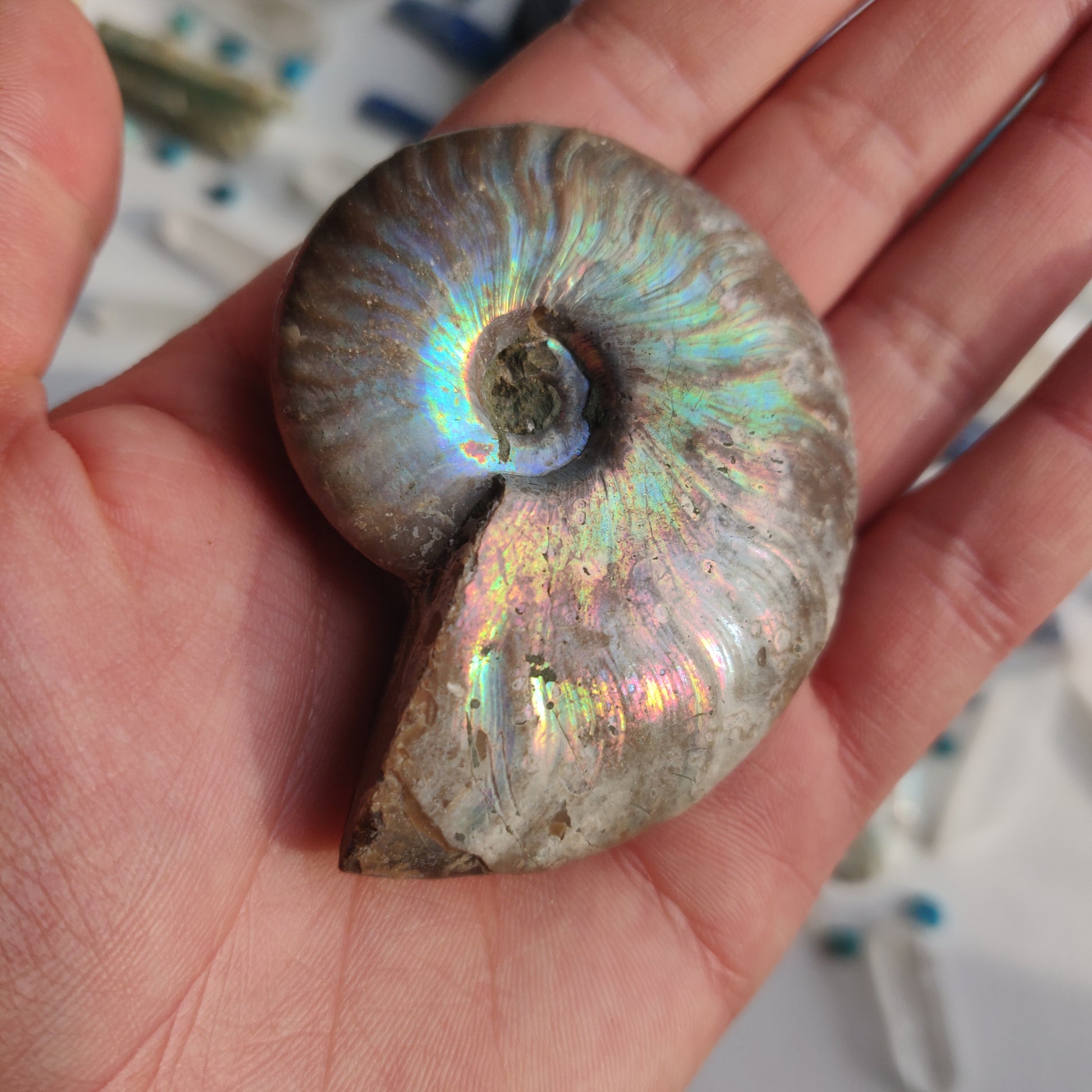 Ammonite, Opalized Ammonite (#12) - Simply Affinity