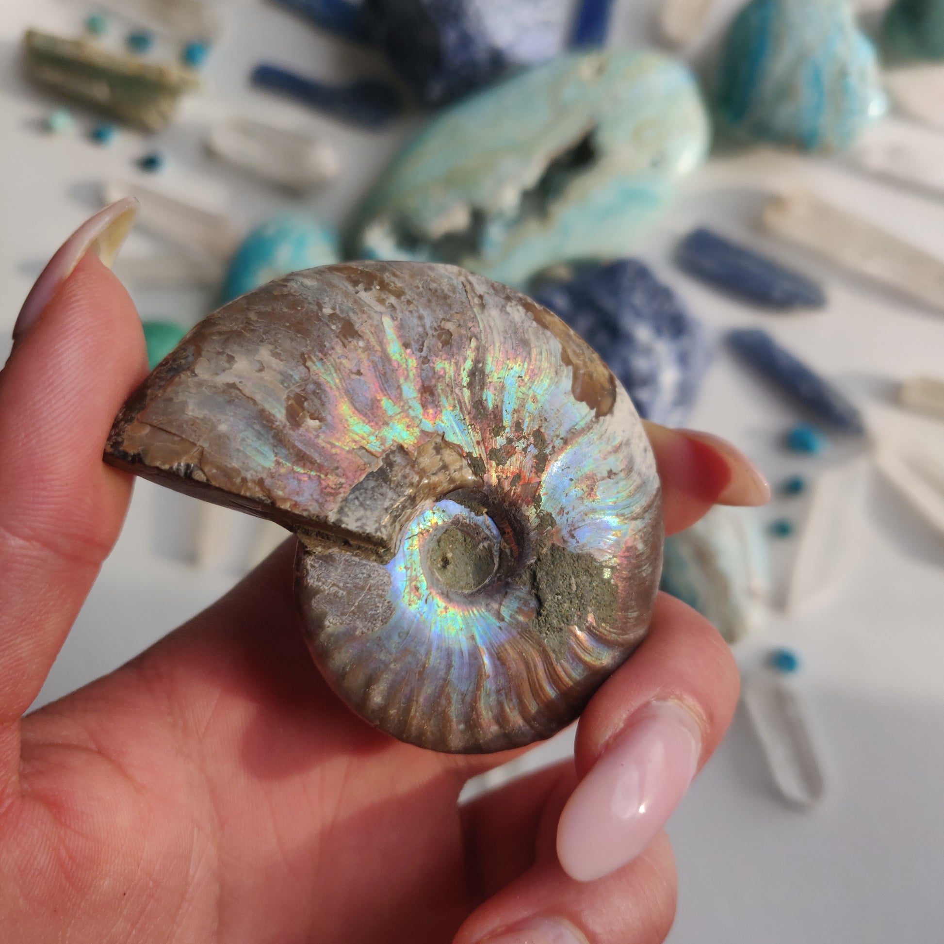 Ammonite, Opalized Ammonite (#12) - Simply Affinity