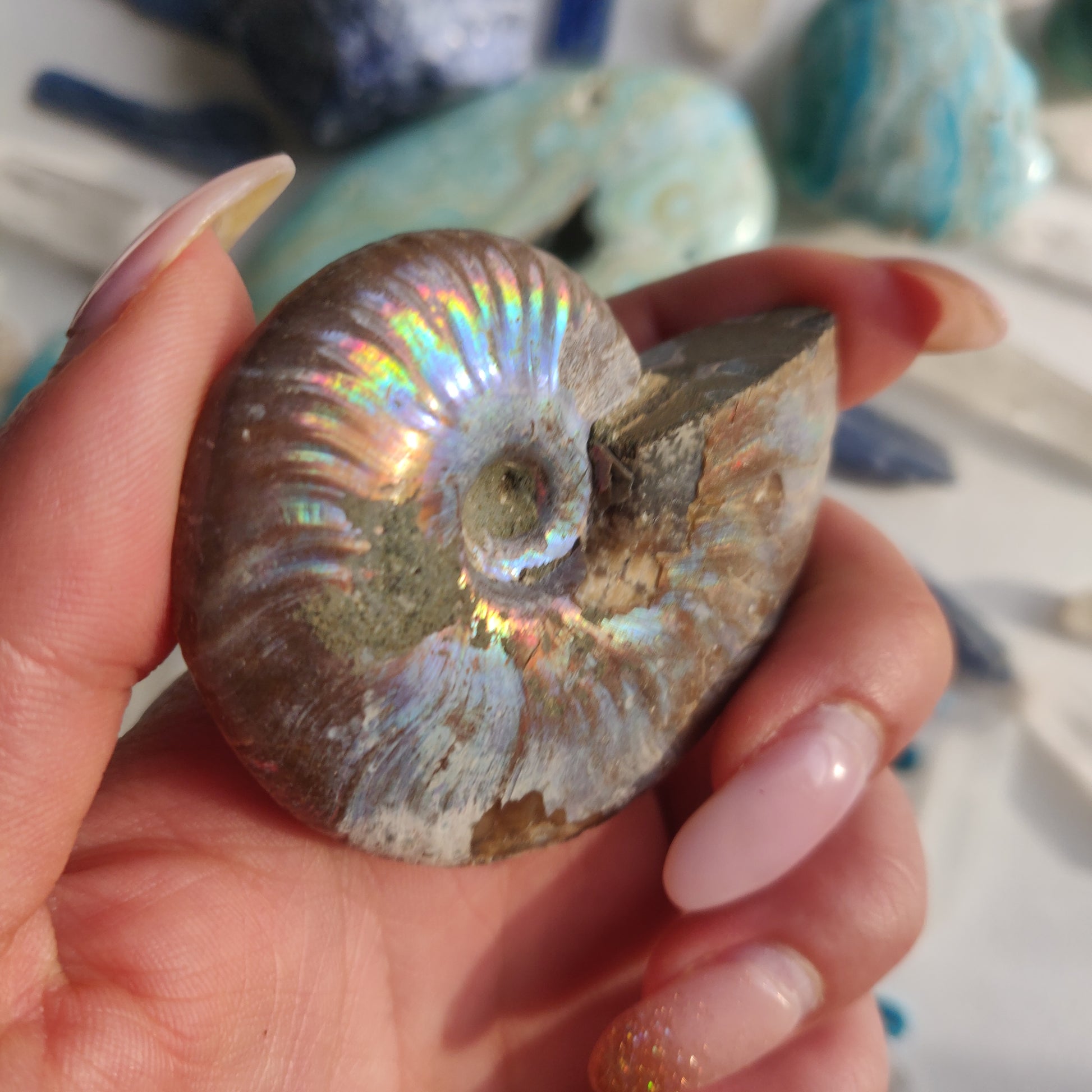 Ammonite, Opalized Ammonite (#12) - Simply Affinity