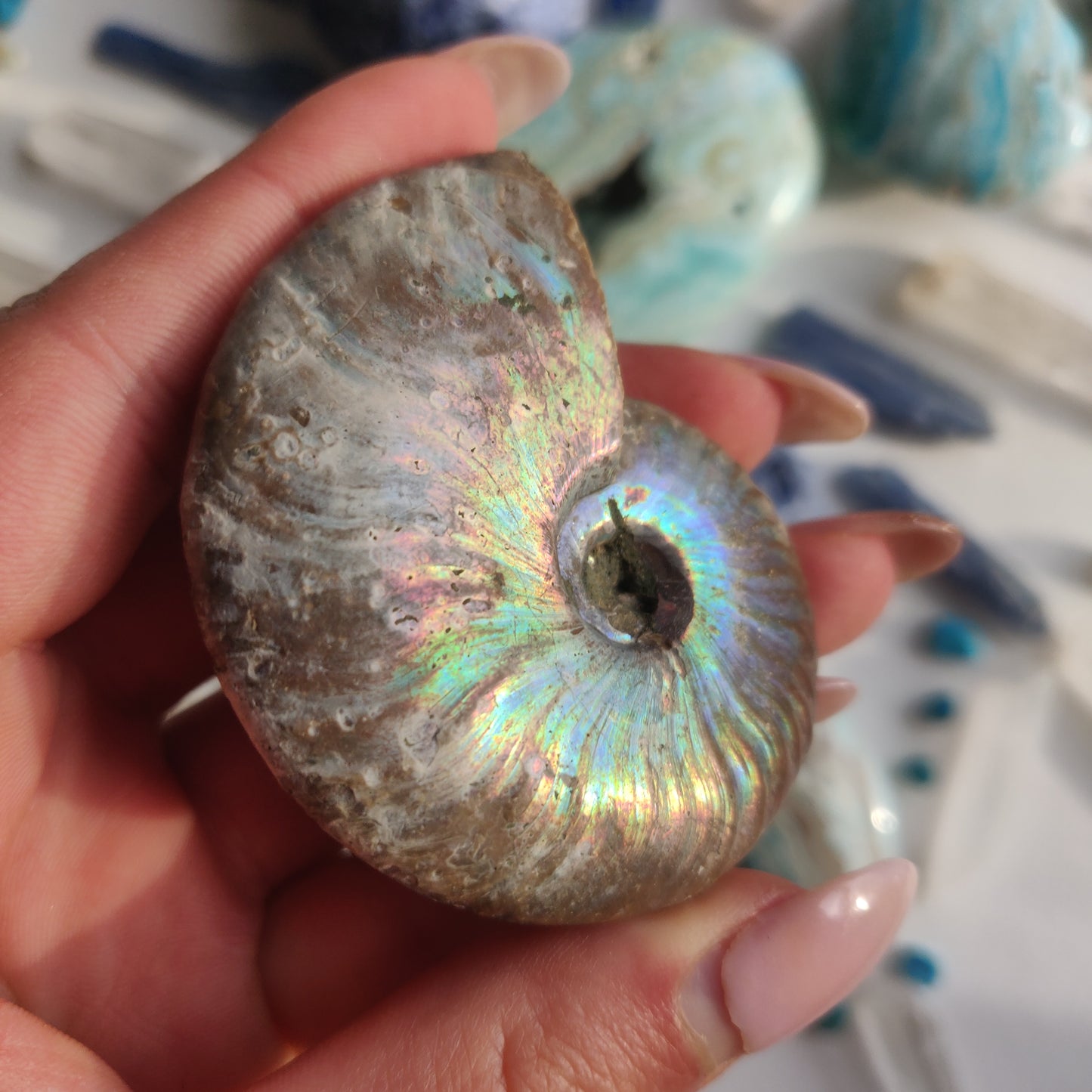Ammonite, Opalized Ammonite (#12) - Simply Affinity