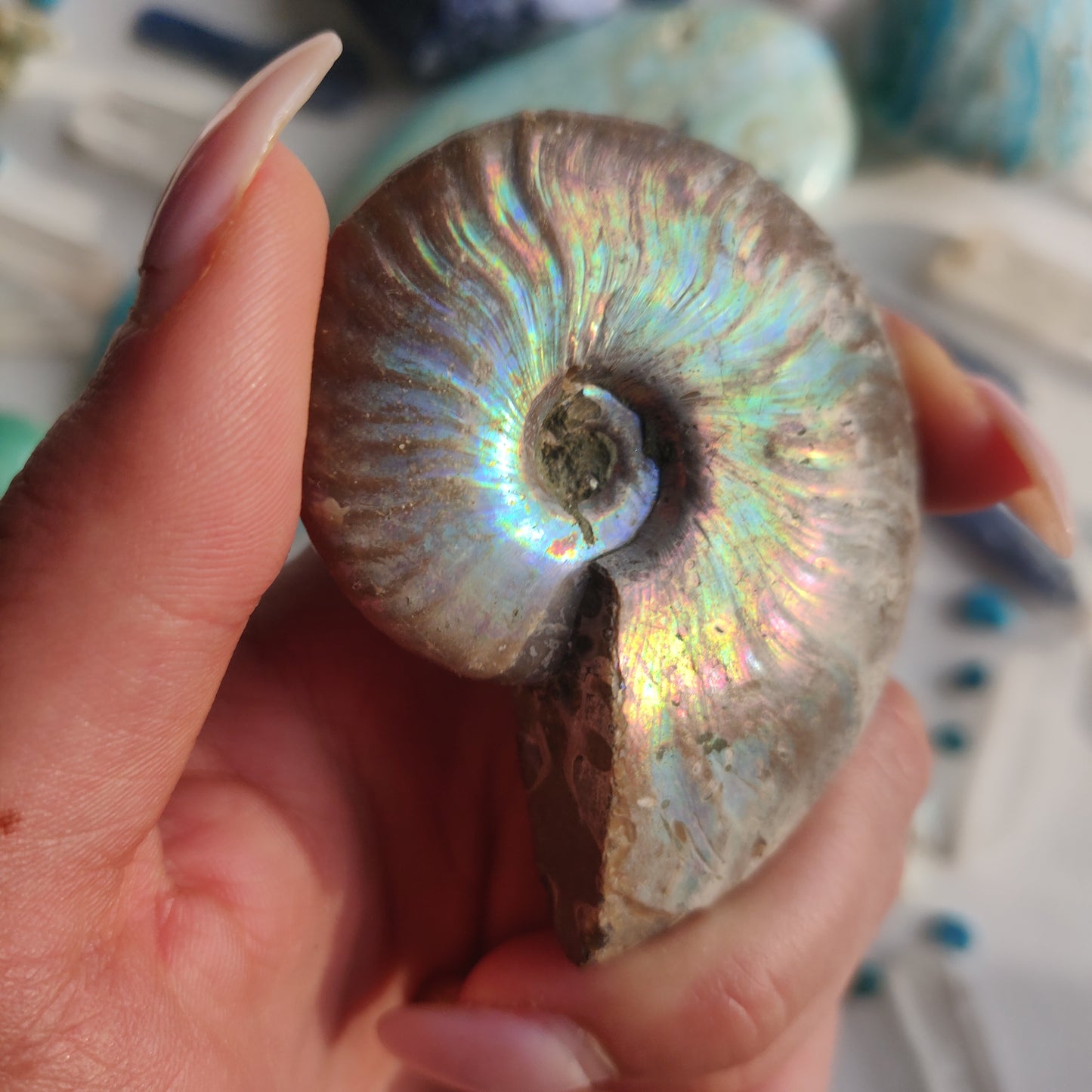Ammonite, Opalized Ammonite (#12) - Simply Affinity
