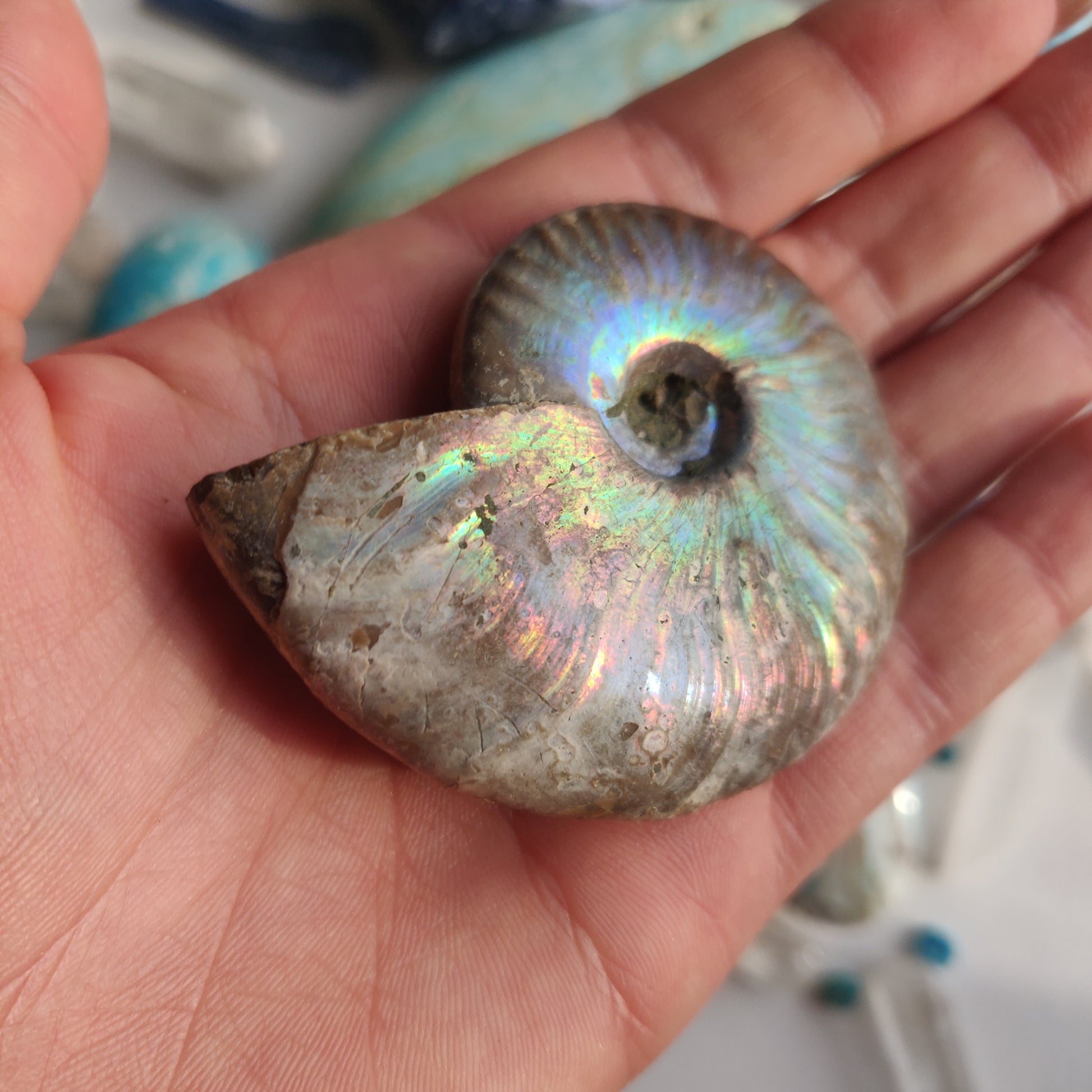 Ammonite, Opalized Ammonite (#12) - Simply Affinity