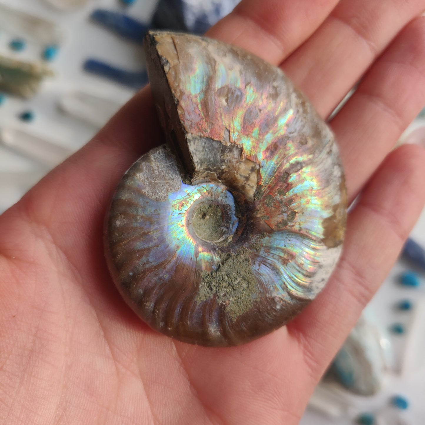 Ammonite, Opalized Ammonite (#12) - Simply Affinity