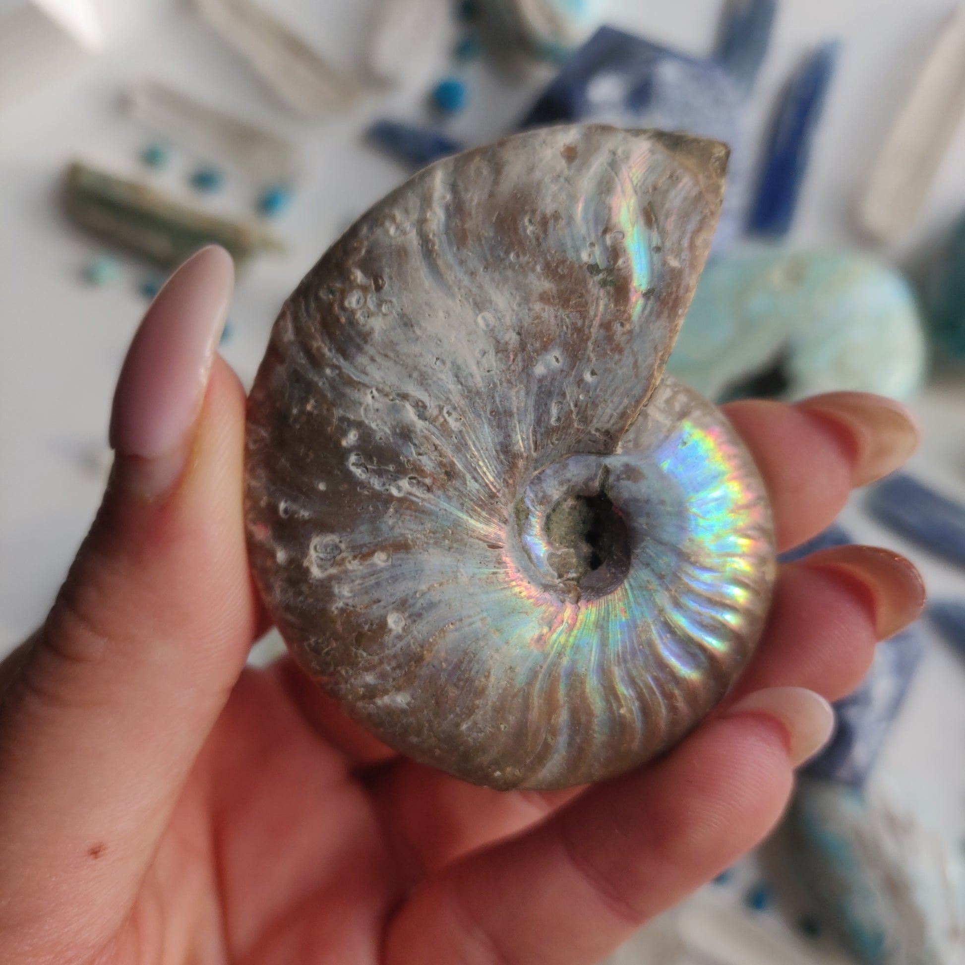 Ammonite, Opalized Ammonite (#12) - Simply Affinity