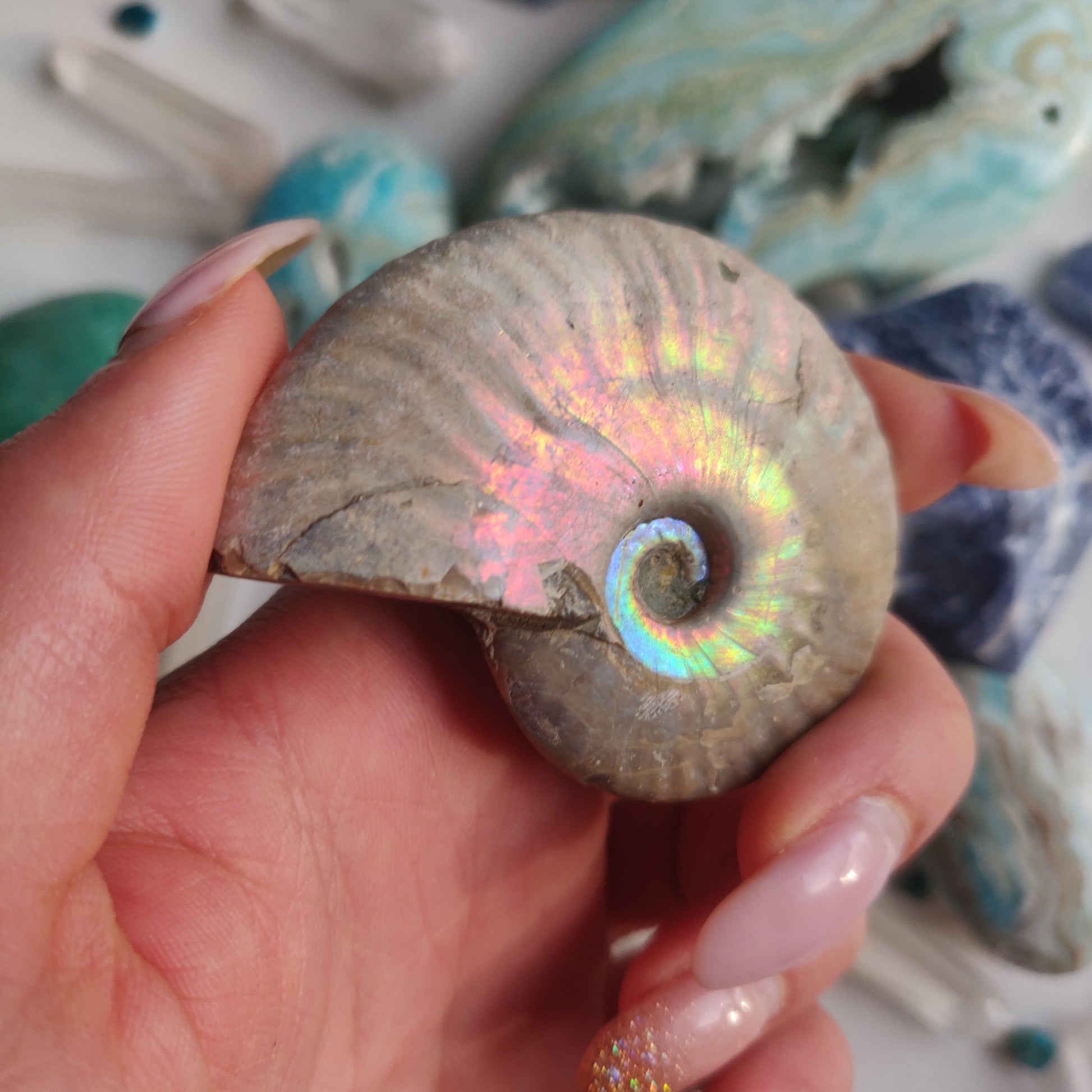 Ammonite, Opalized Ammonite (#14) - Simply Affinity