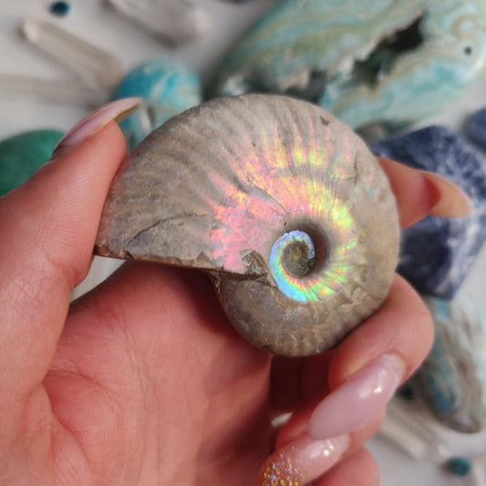 Ammonite, Opalized Ammonite (#14) - Simply Affinity