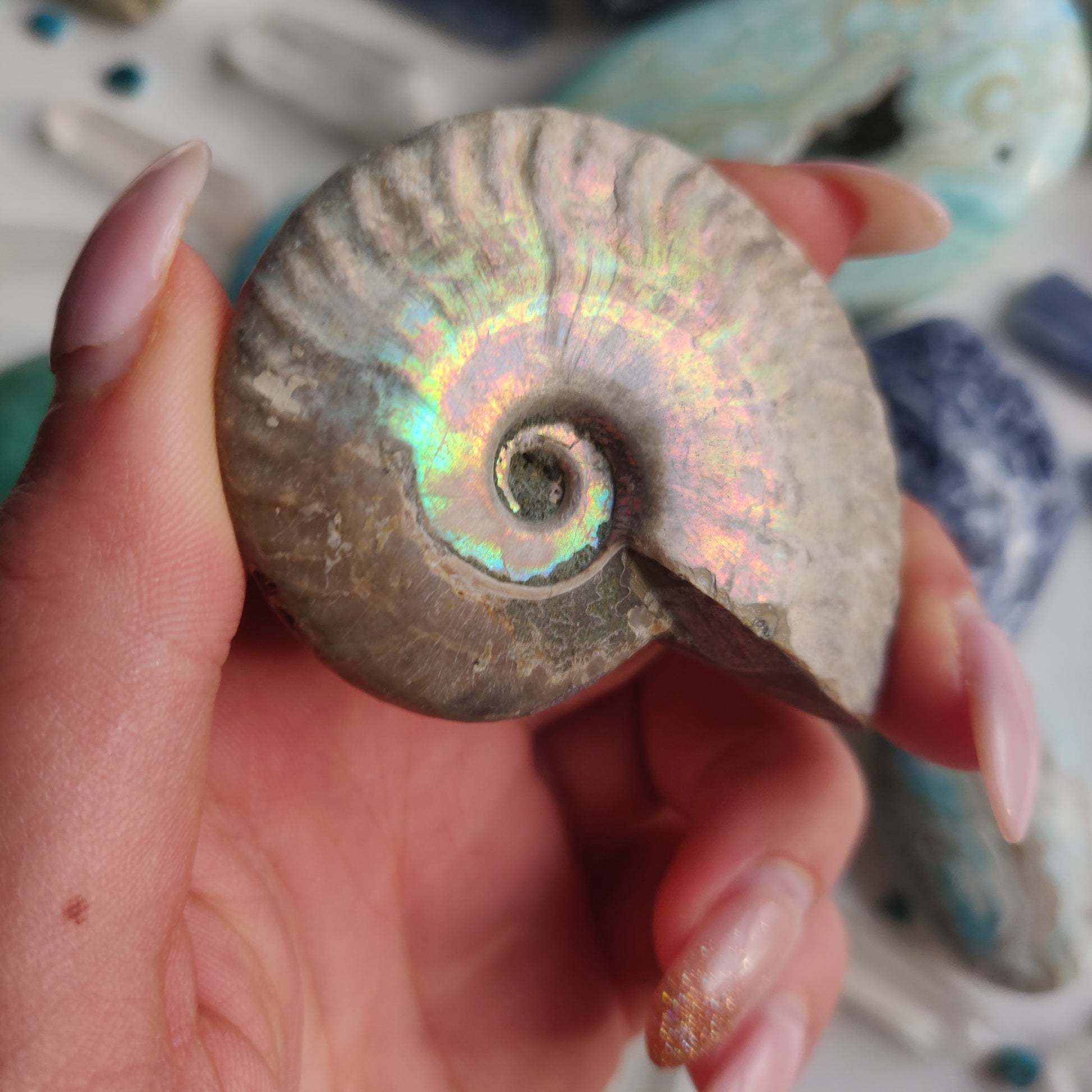 Ammonite, Opalized Ammonite (#14) - Simply Affinity