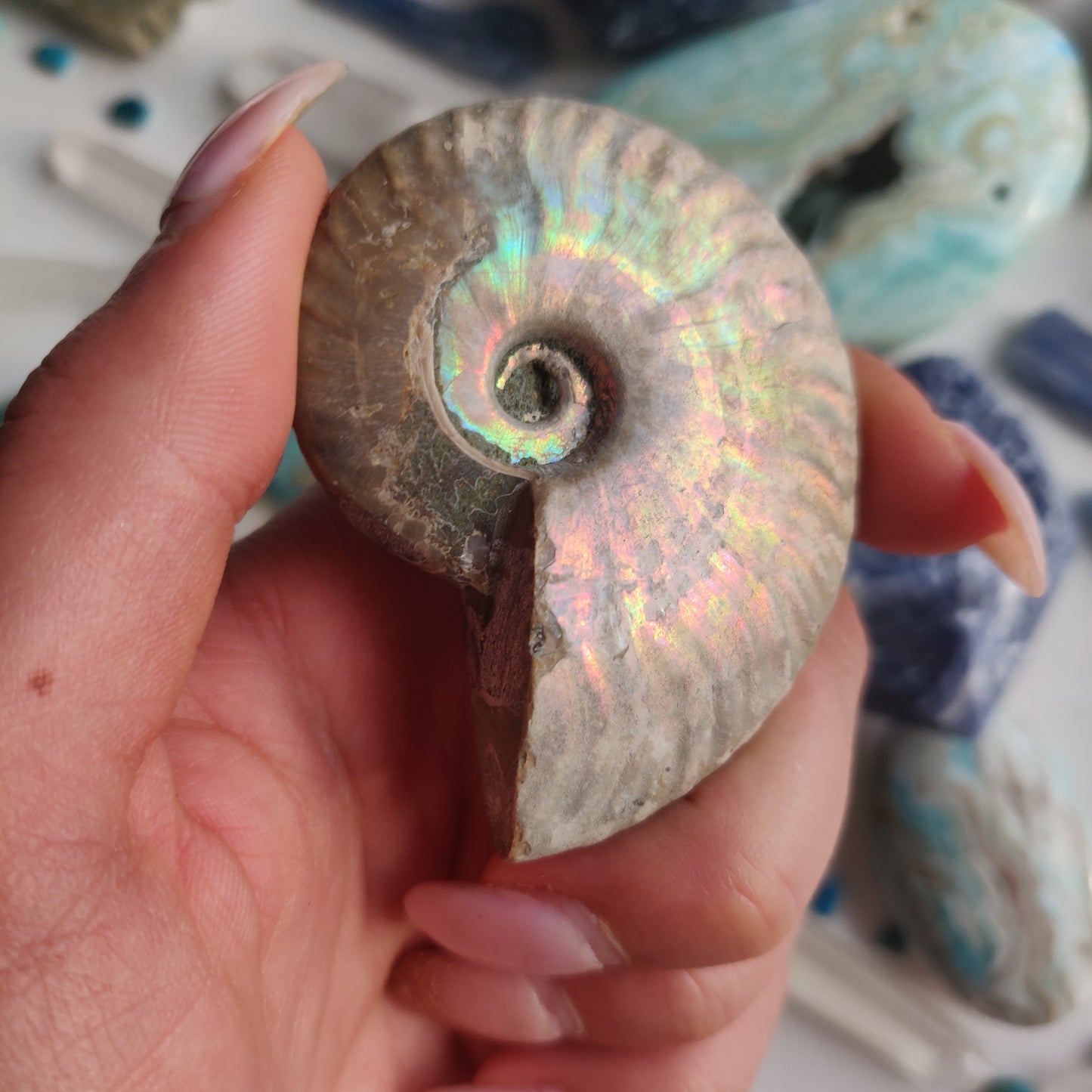 Ammonite, Opalized Ammonite (#14) - Simply Affinity