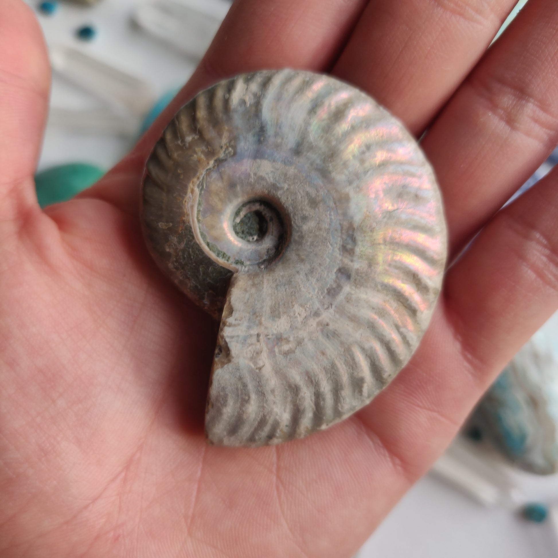 Ammonite, Opalized Ammonite (#14) - Simply Affinity