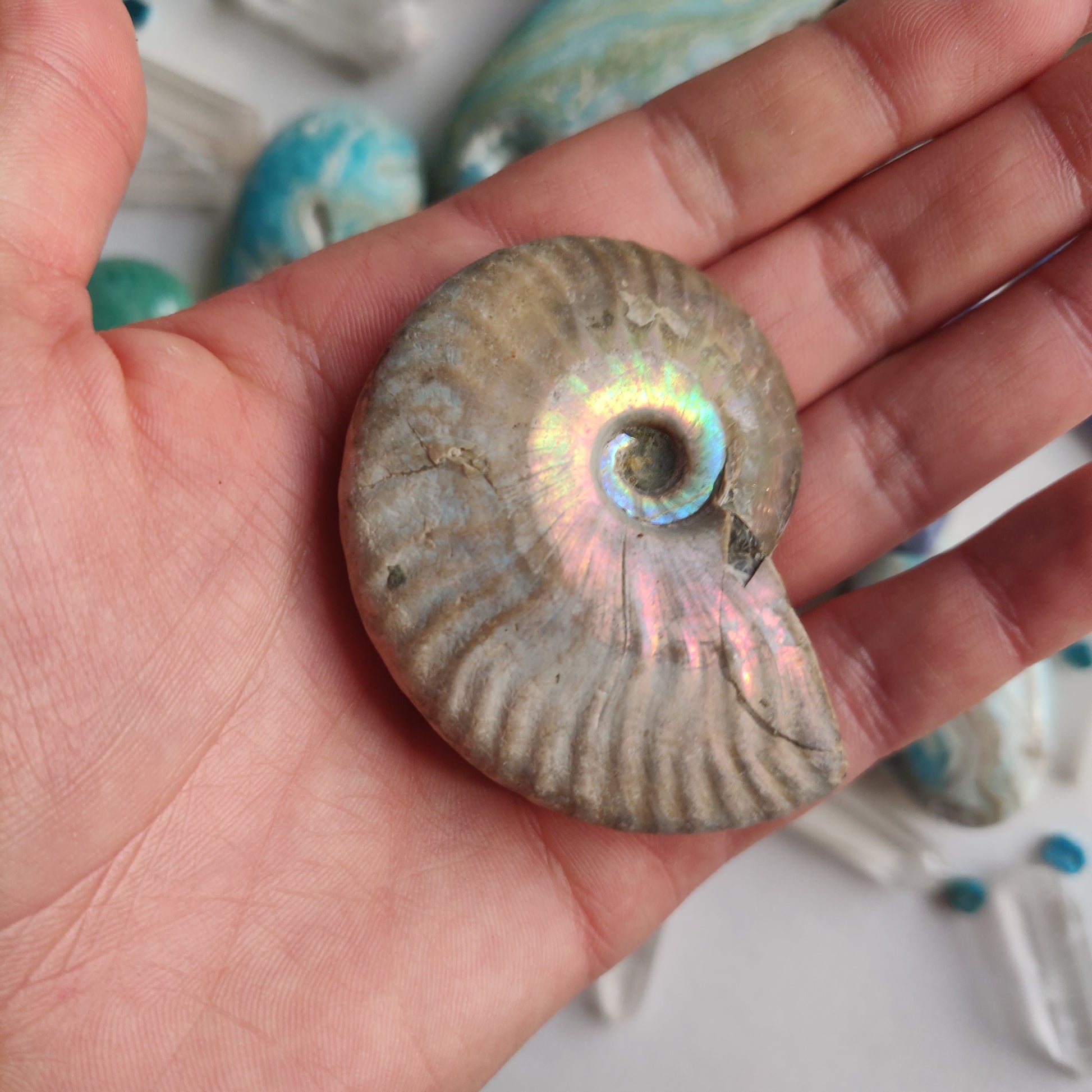 Ammonite, Opalized Ammonite (#14) - Simply Affinity