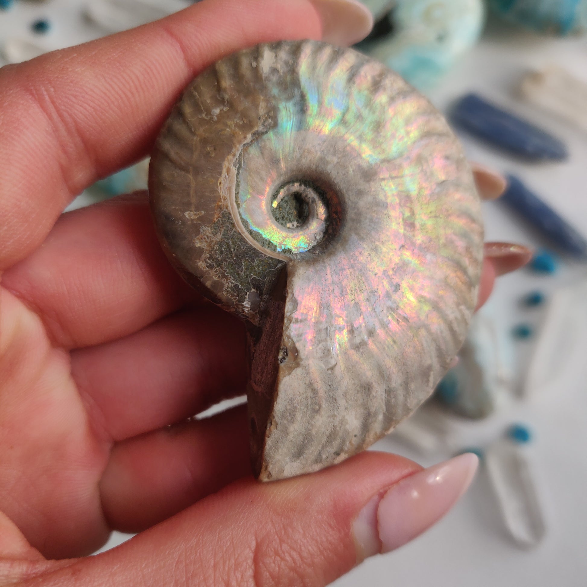 Ammonite, Opalized Ammonite (#14) - Simply Affinity