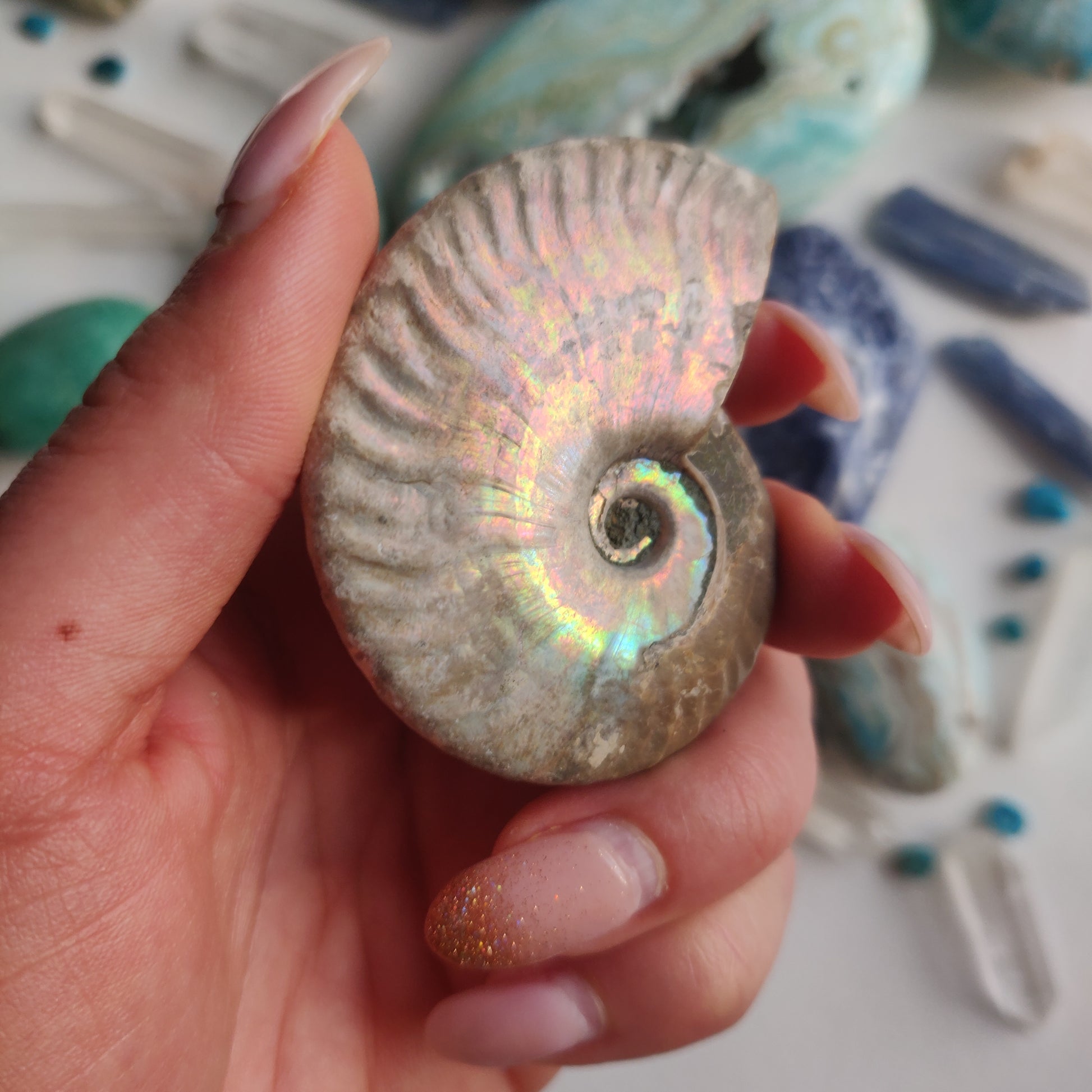 Ammonite, Opalized Ammonite (#14) - Simply Affinity