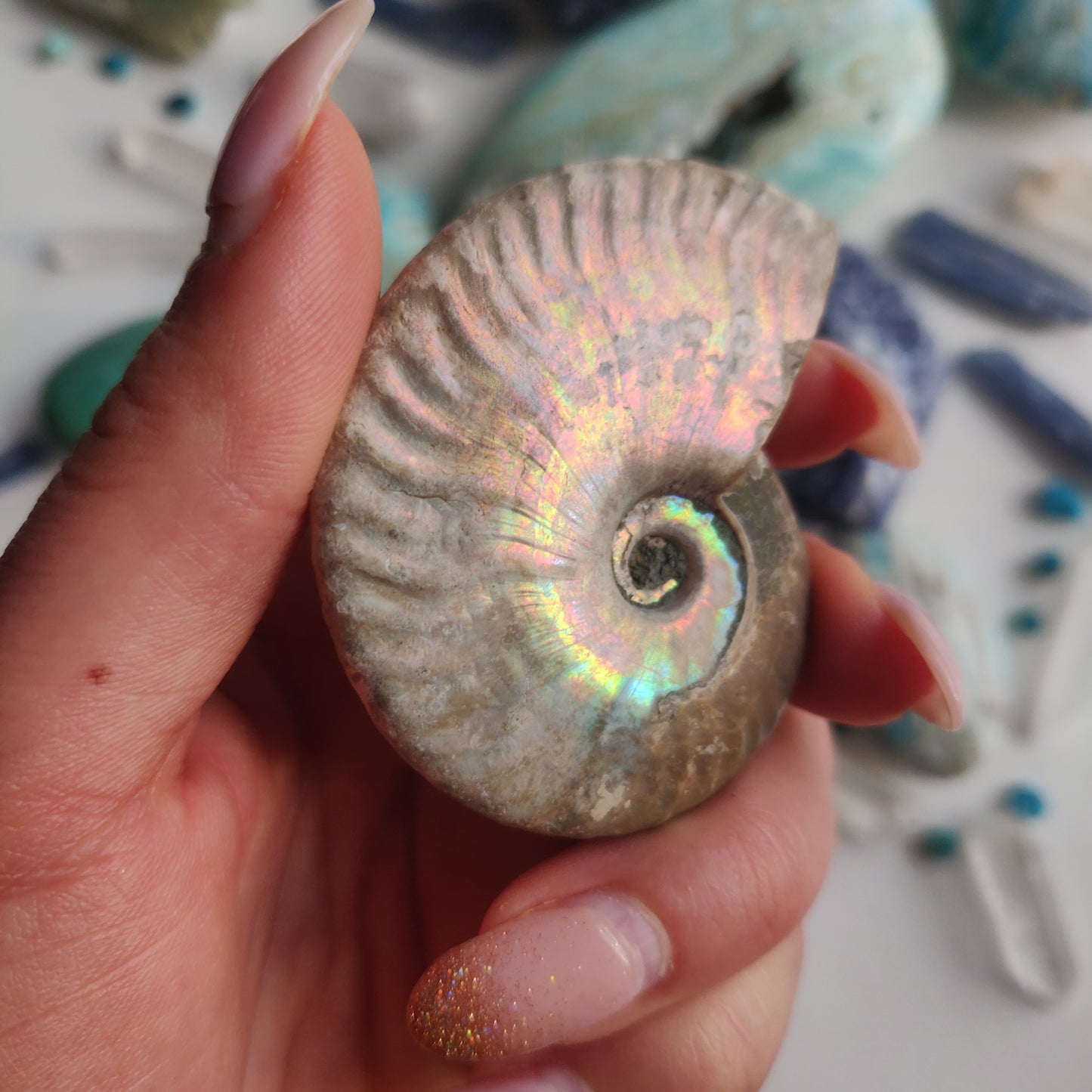Ammonite, Opalized Ammonite (#14) - Simply Affinity