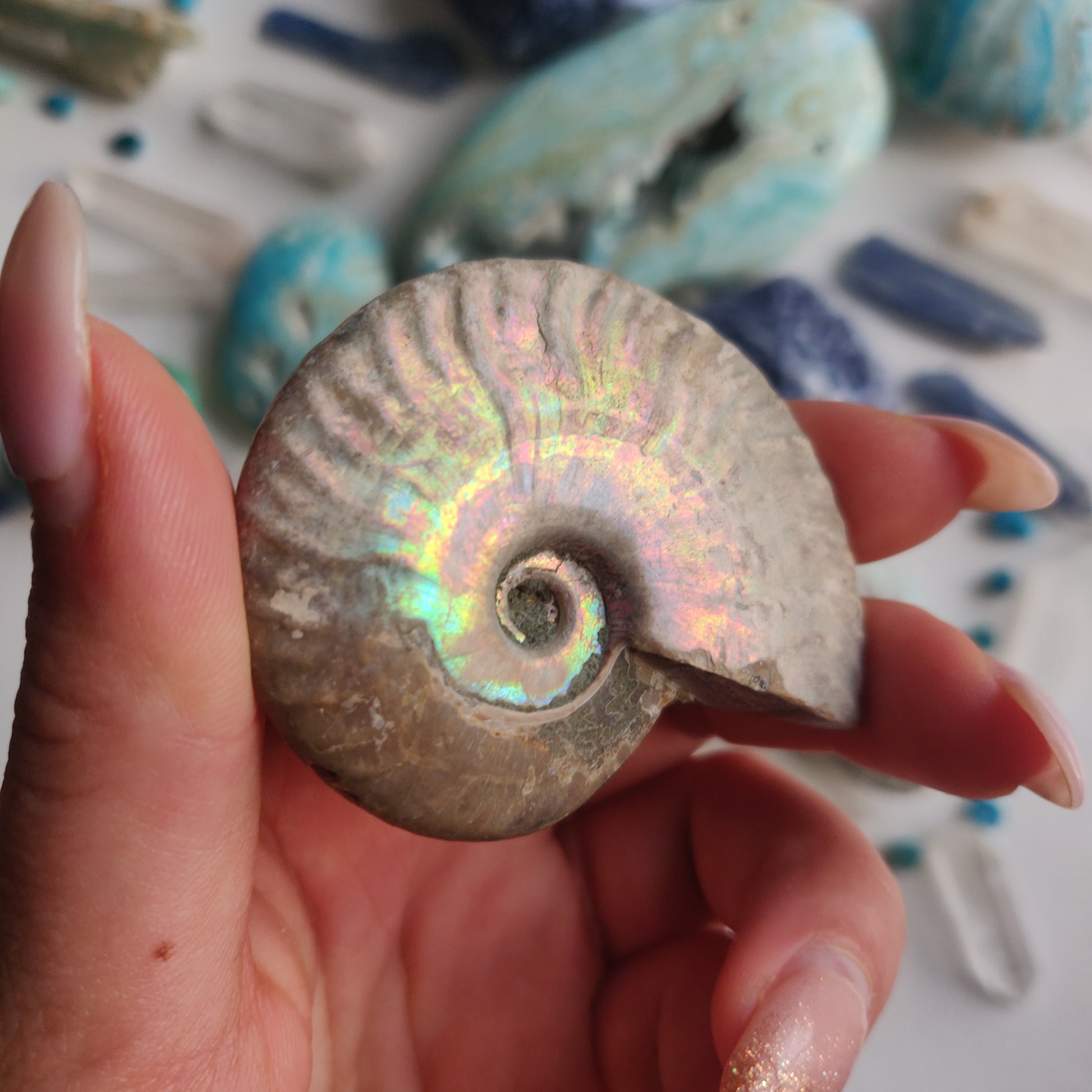 Ammonite, Opalized Ammonite (#14) - Simply Affinity