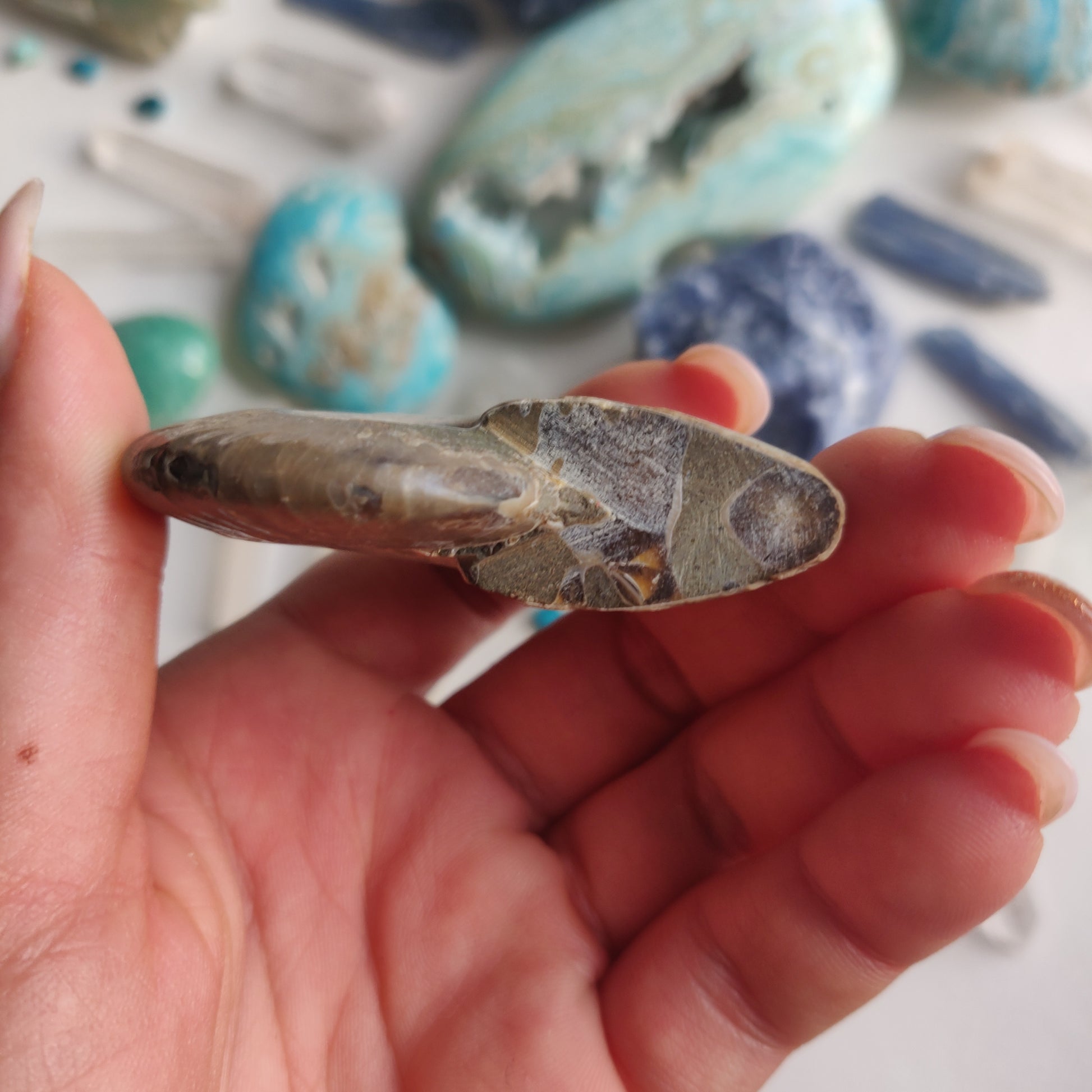 Ammonite, Opalized Ammonite (#14) - Simply Affinity