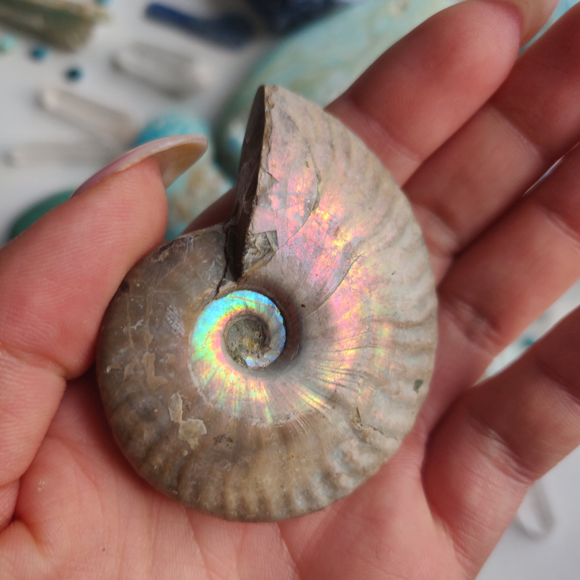 Ammonite, Opalized Ammonite (#14) - Simply Affinity