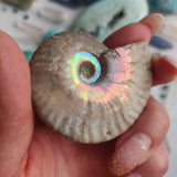 Ammonite, Opalized Ammonite (#14) - Simply Affinity