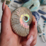 Ammonite, Opalized Ammonite (#14) - Simply Affinity