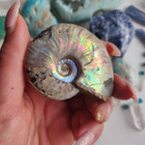 Ammonite, Opalized Ammonite (#15) - Simply Affinity