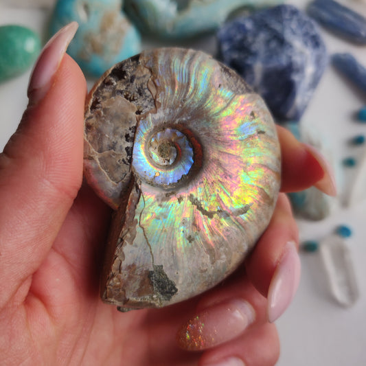 Ammonite, Opalized Ammonite (#15) - Simply Affinity