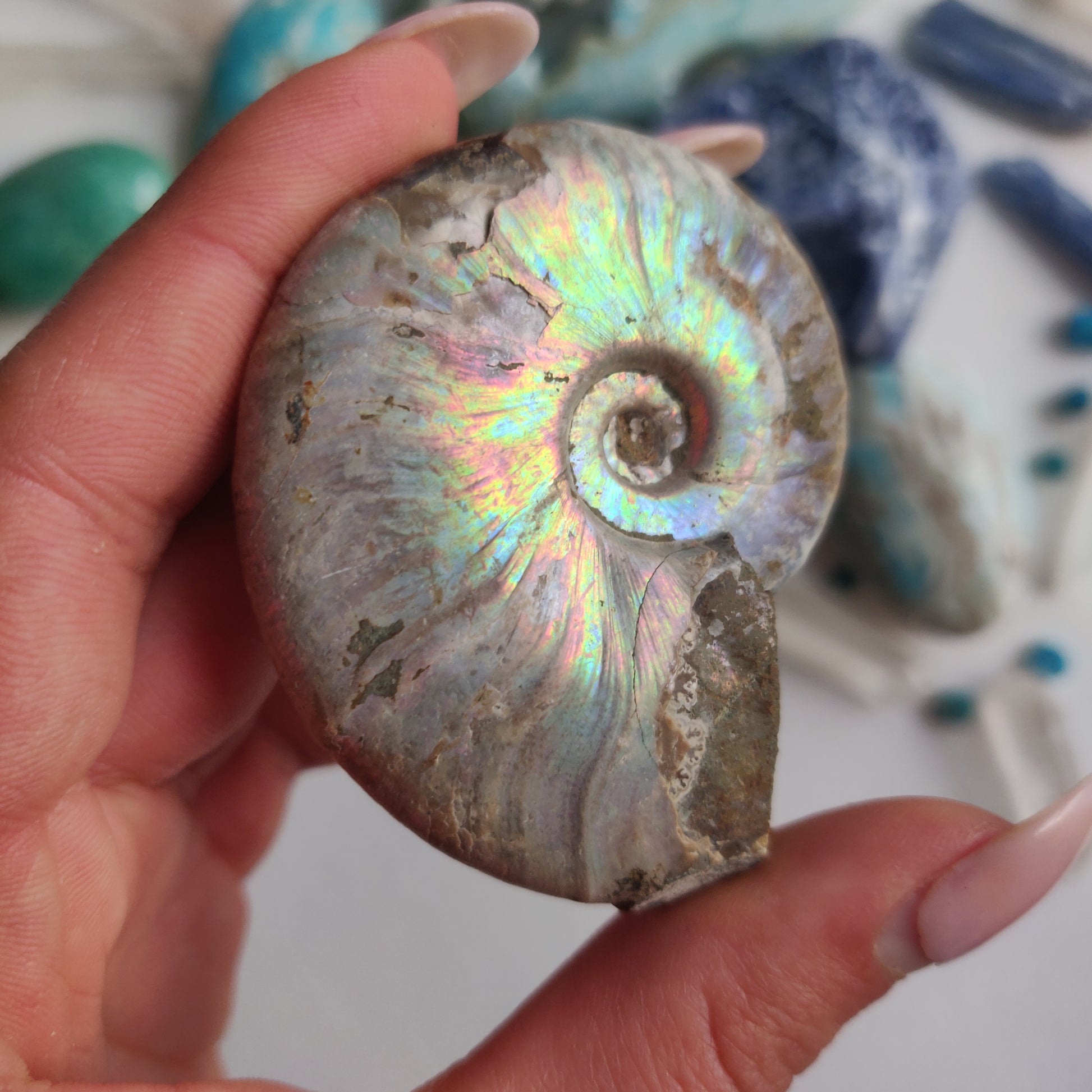 Ammonite, Opalized Ammonite (#15) - Simply Affinity