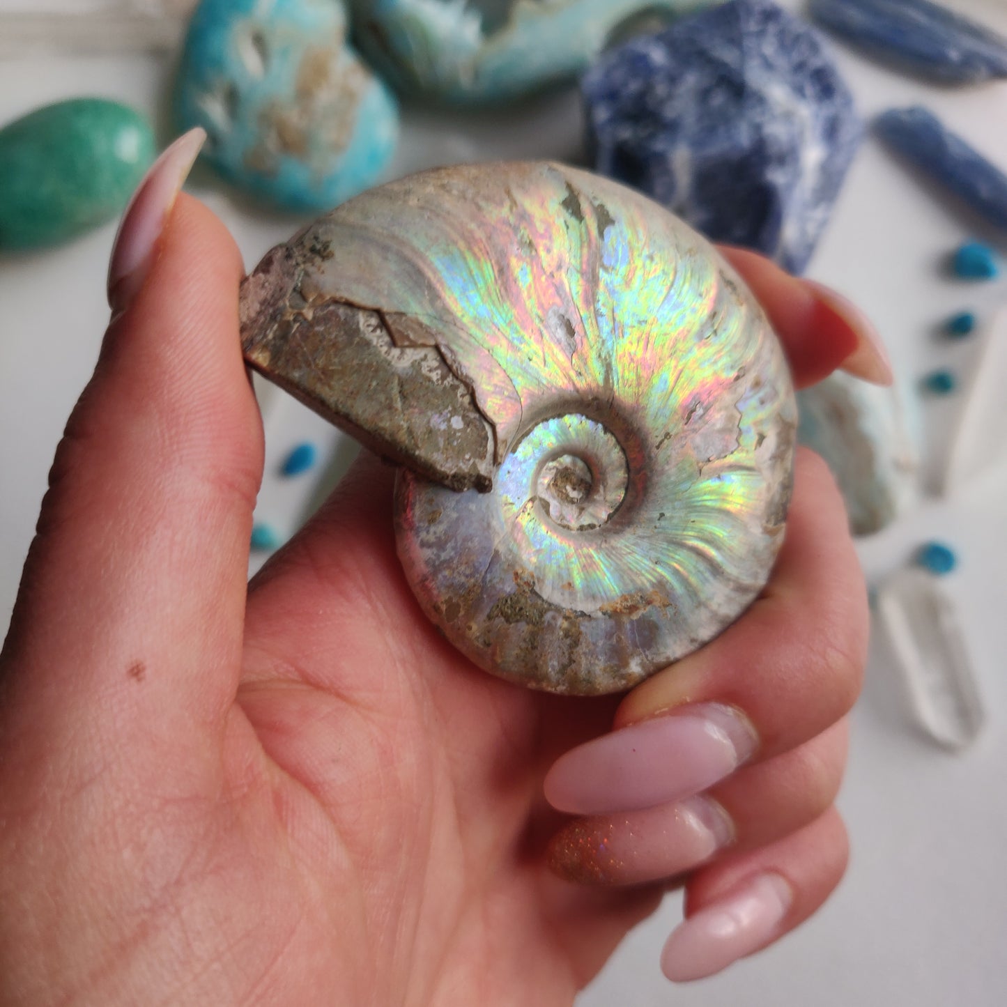 Ammonite, Opalized Ammonite (#15) - Simply Affinity