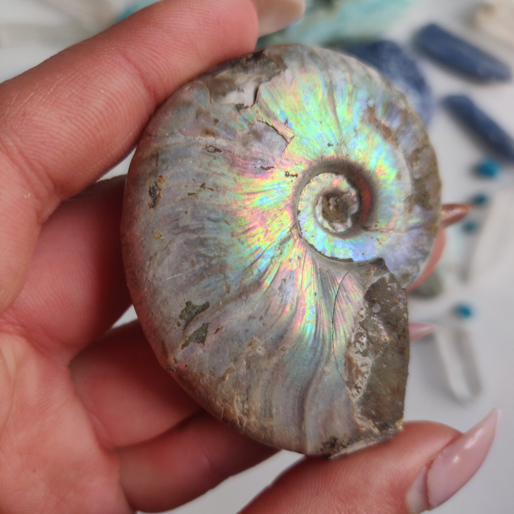 Ammonite, Opalized Ammonite (#15) - Simply Affinity