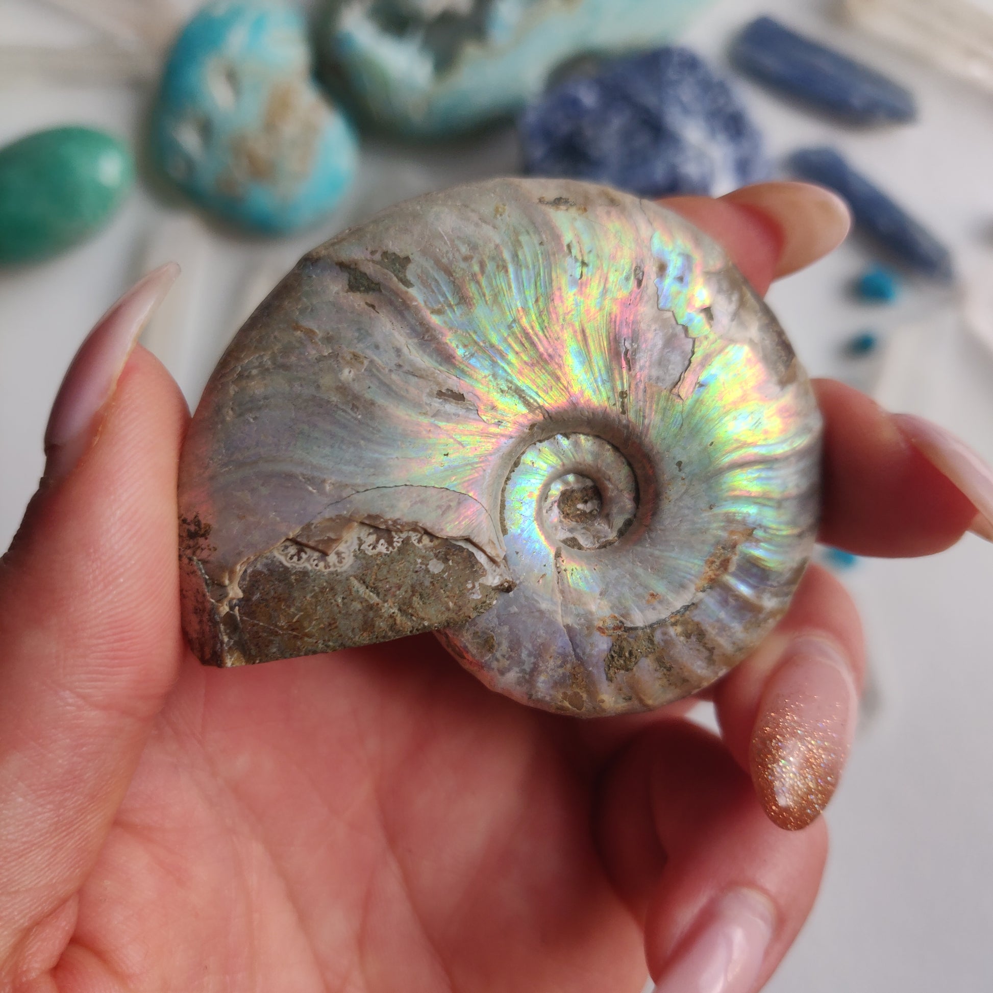 Ammonite, Opalized Ammonite (#15) - Simply Affinity