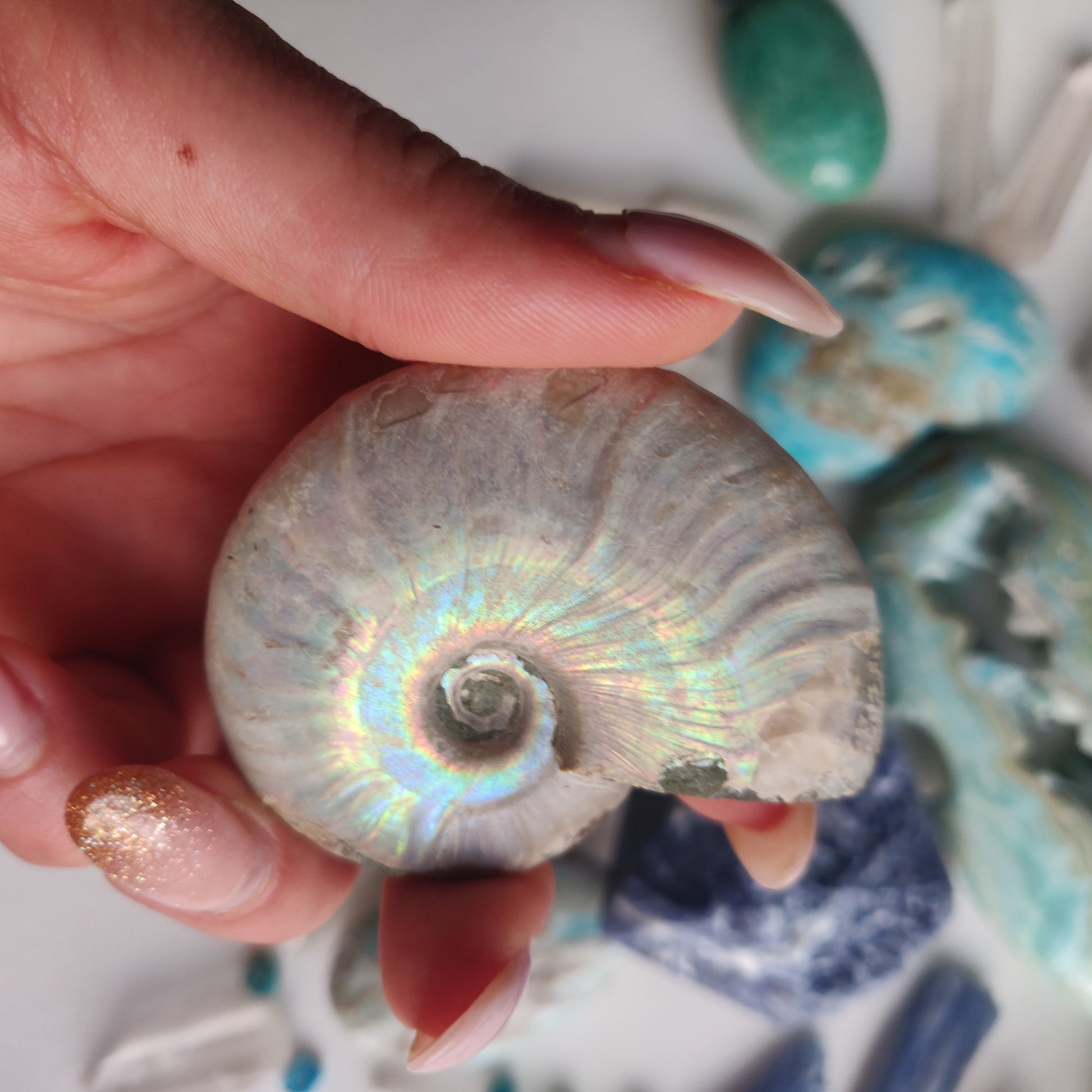 Ammonite, Opalized Ammonite (#16) - Simply Affinity