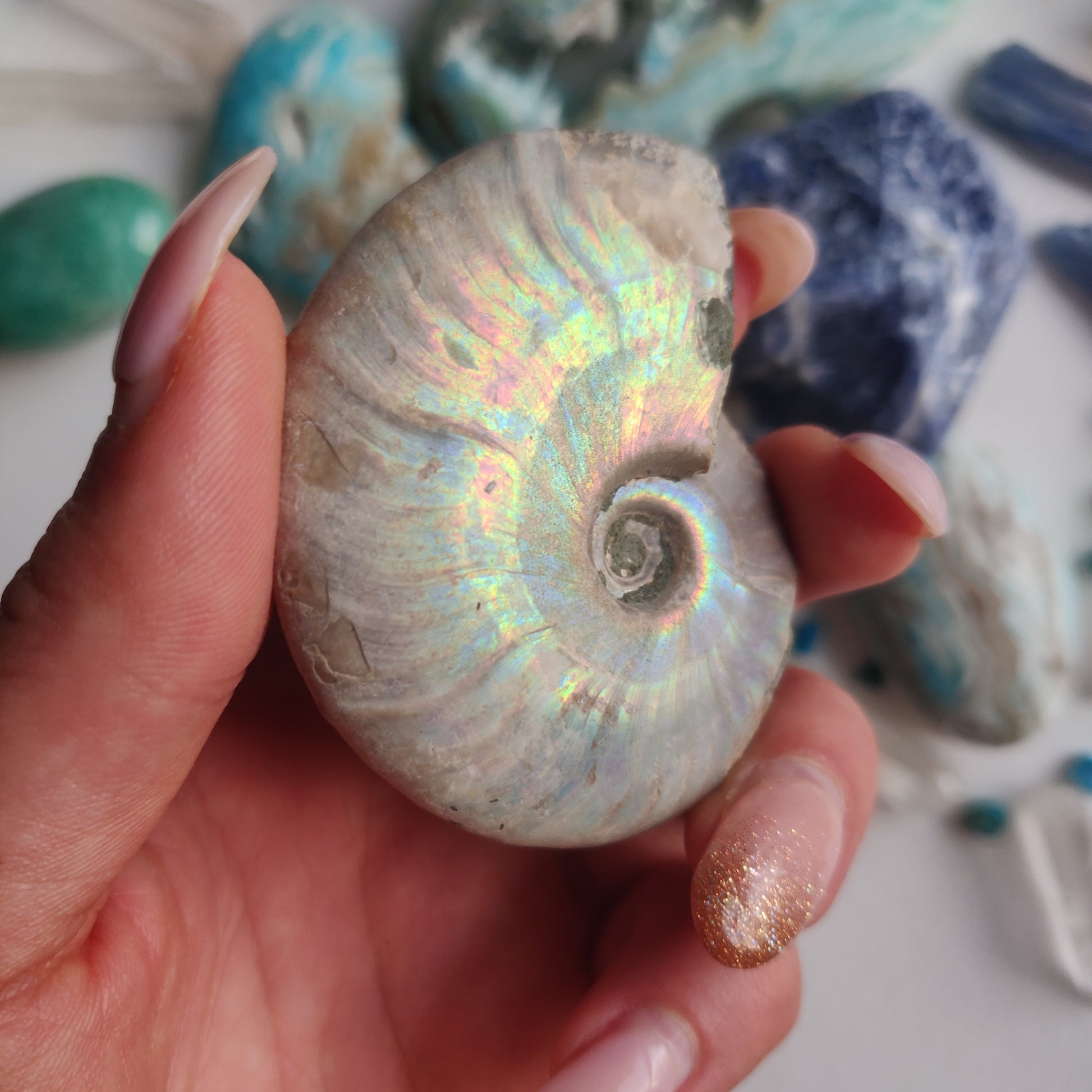 Ammonite, Opalized Ammonite (#16) - Simply Affinity