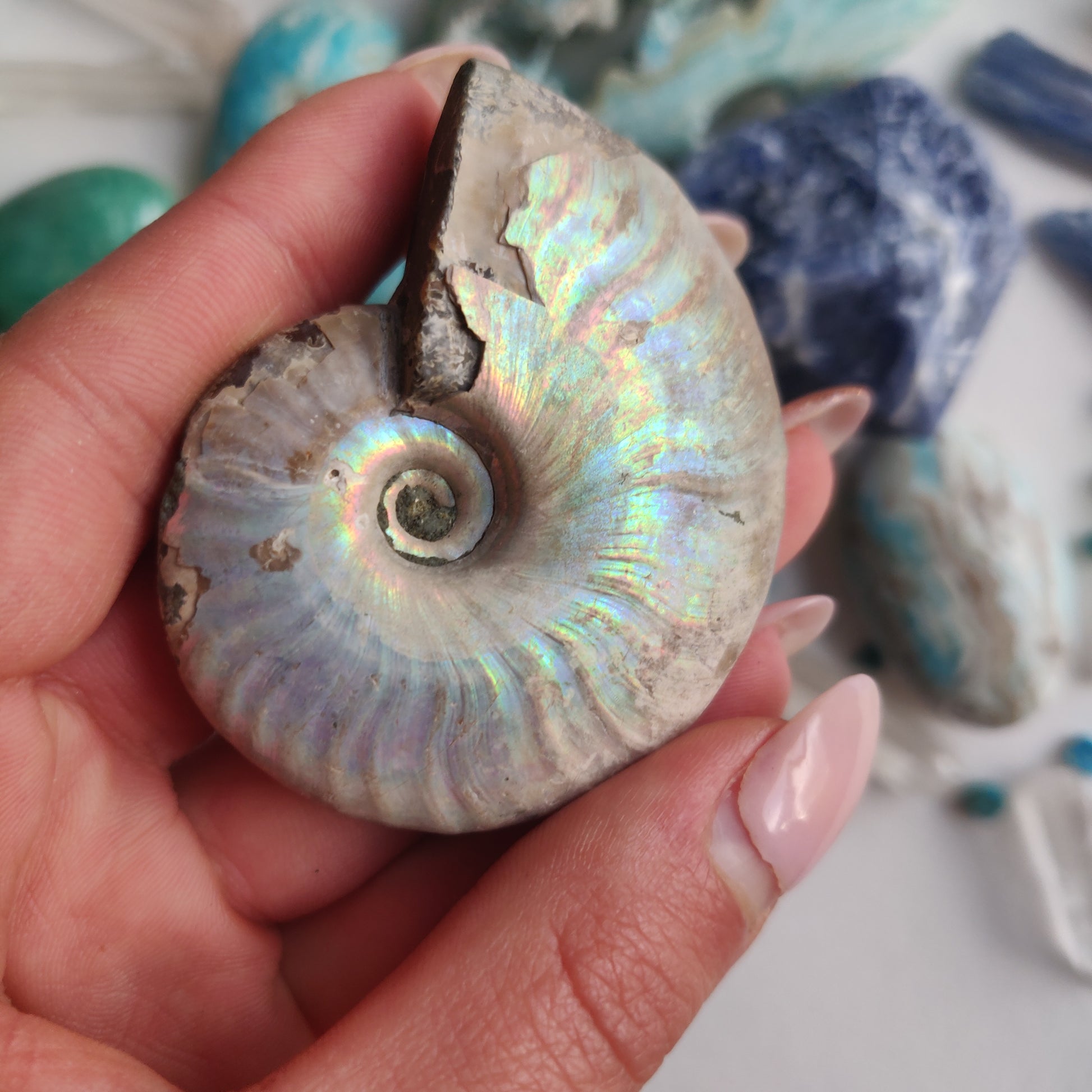 Ammonite, Opalized Ammonite (#16) - Simply Affinity