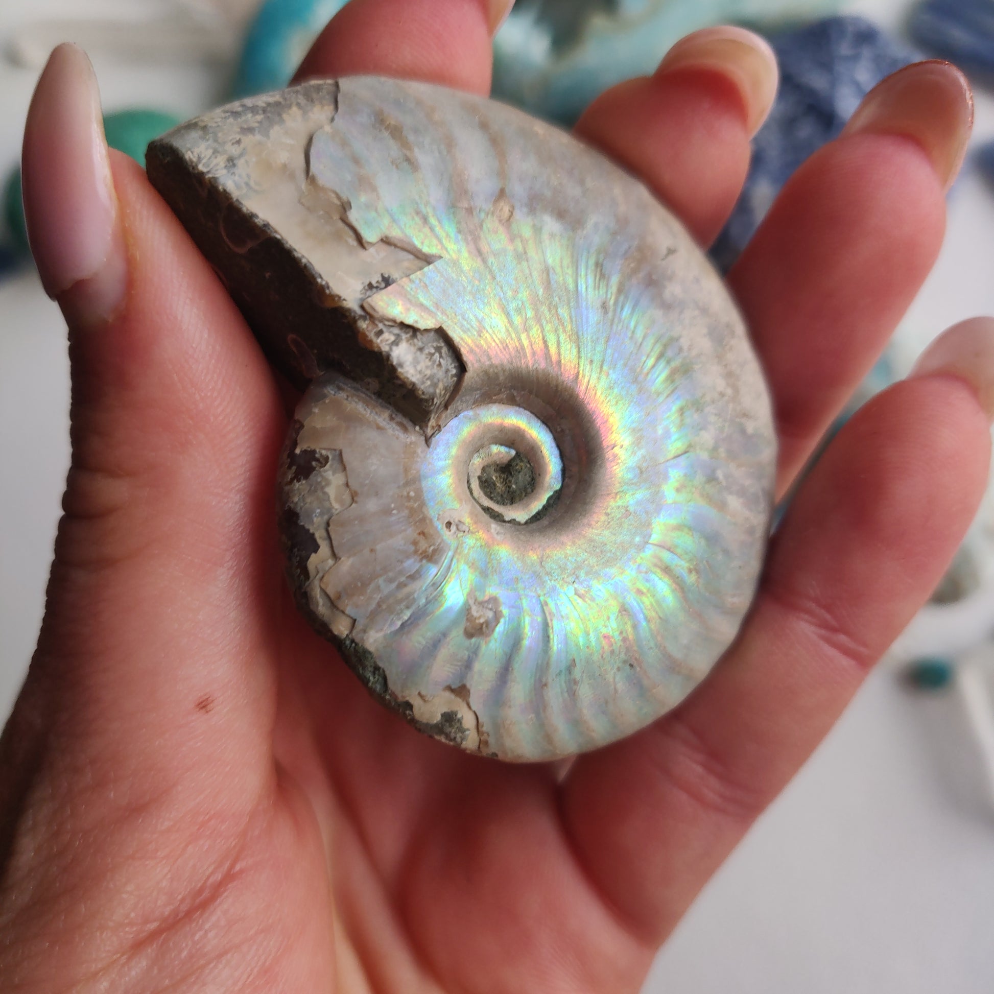 Ammonite, Opalized Ammonite (#16) - Simply Affinity
