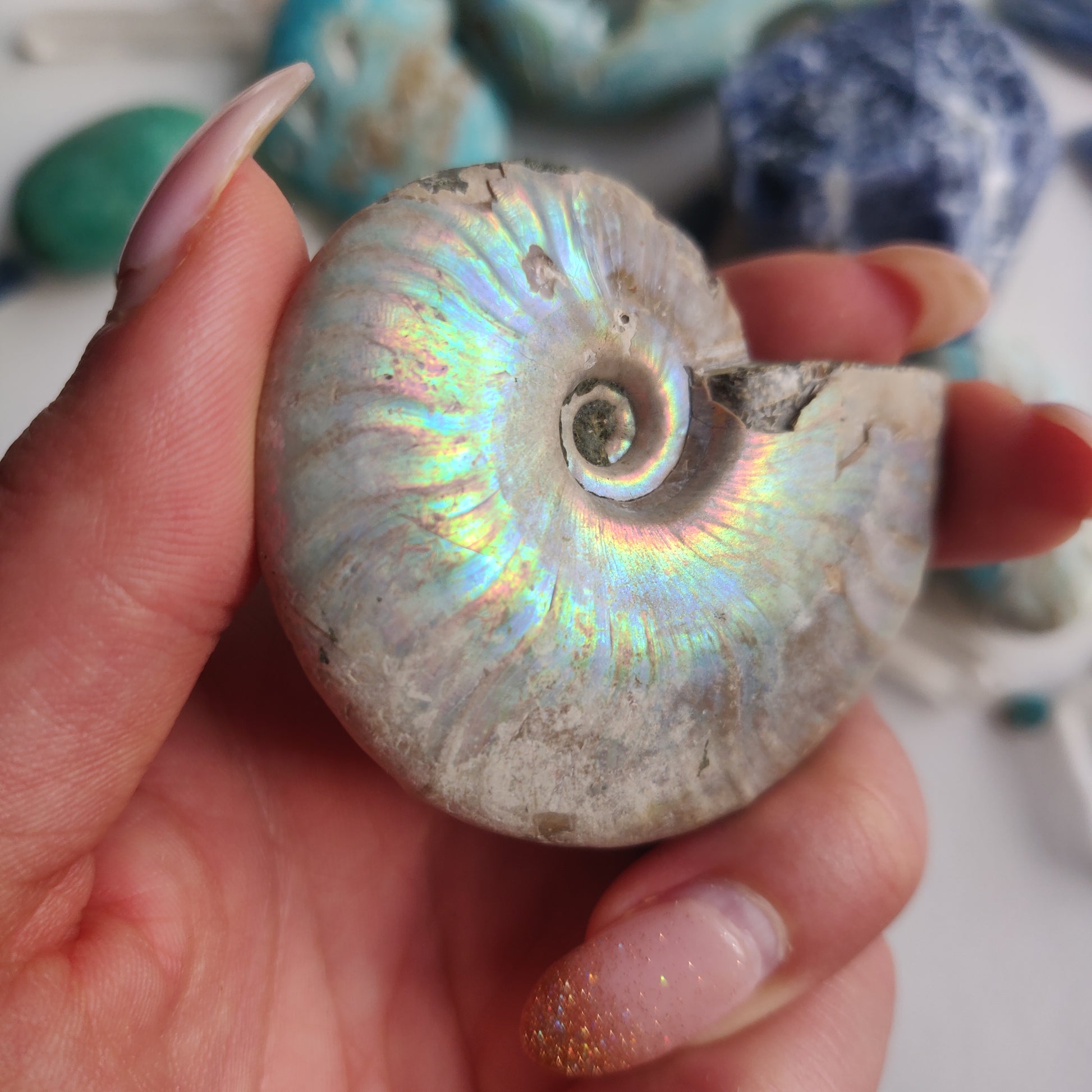 Ammonite, Opalized Ammonite (#16) - Simply Affinity