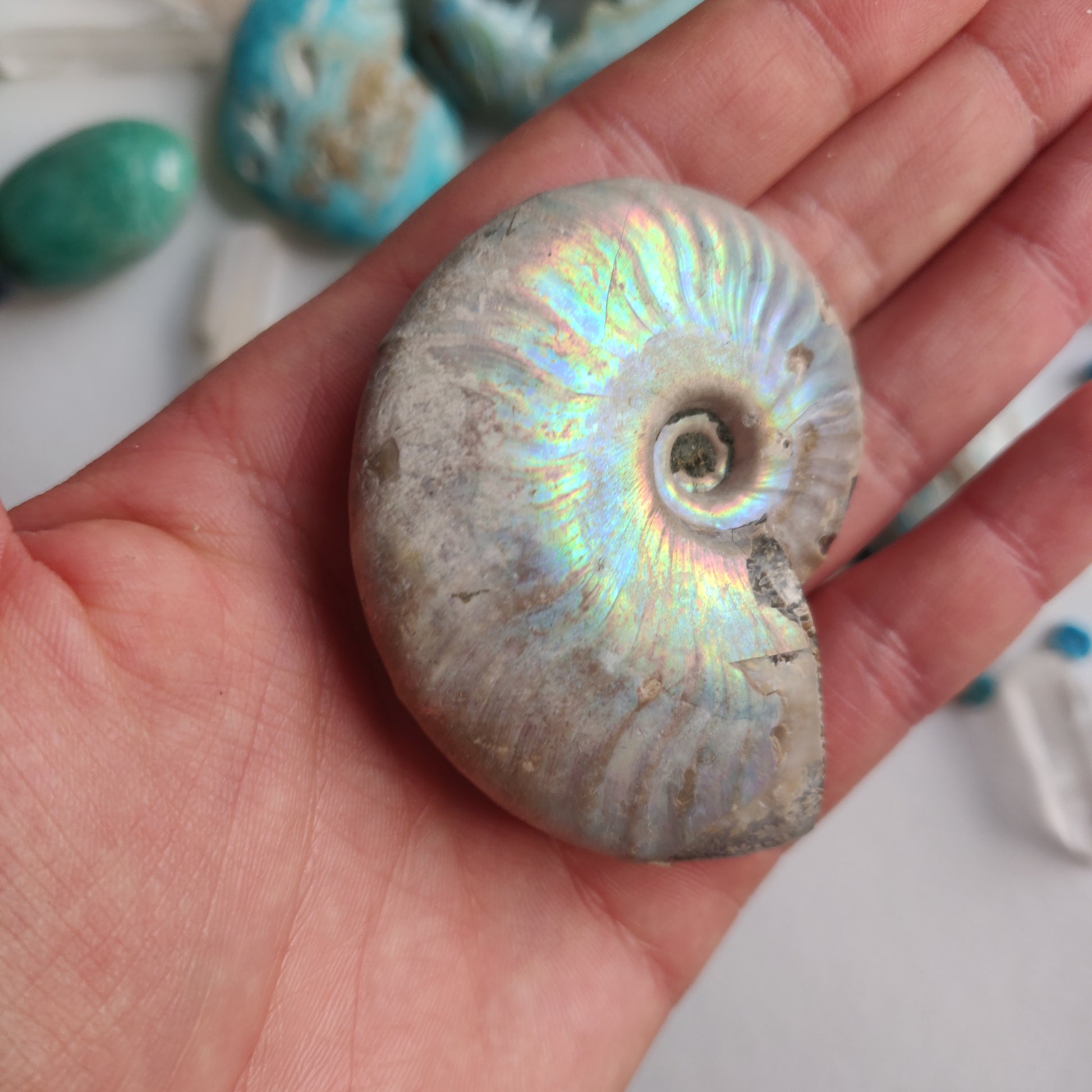 Ammonite, Opalized Ammonite (#16) - Simply Affinity