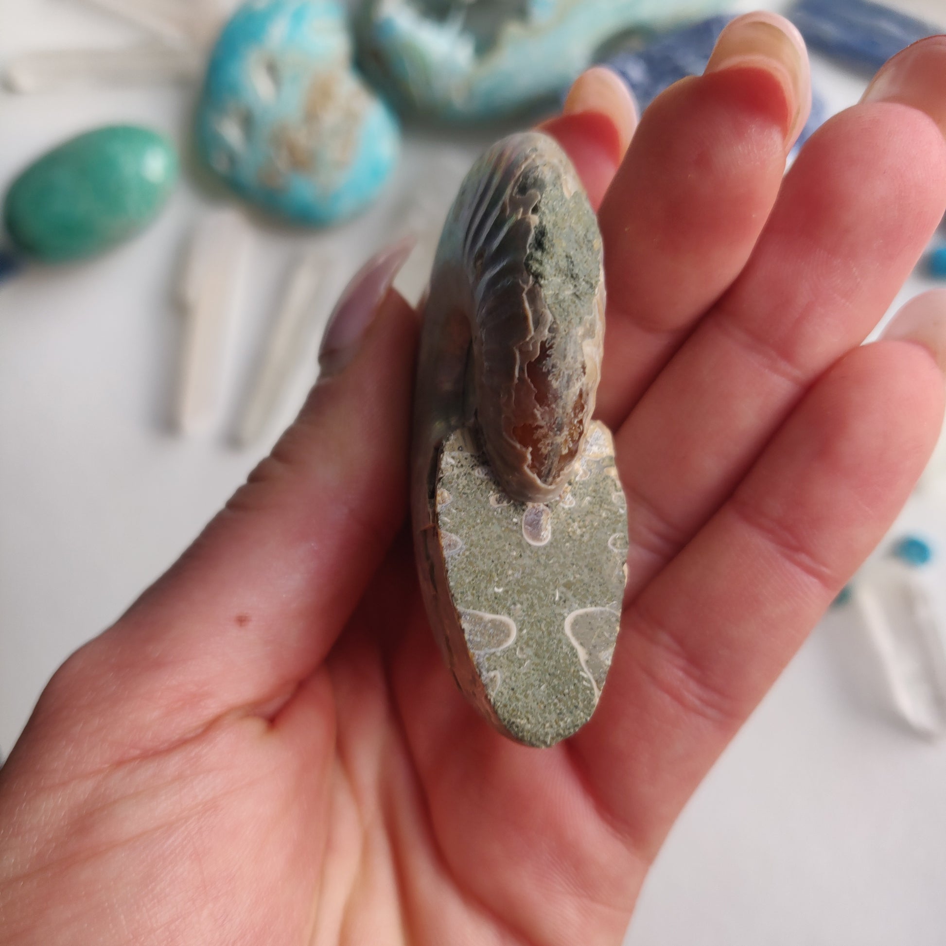 Ammonite, Opalized Ammonite (#16) - Simply Affinity