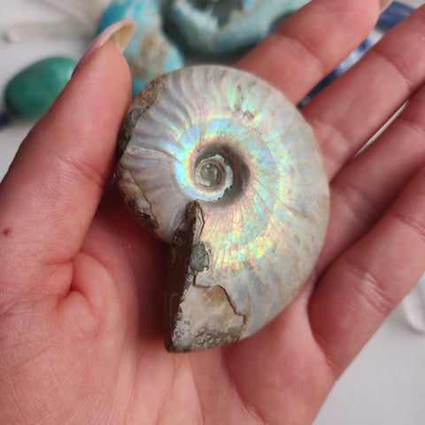 Ammonite, Opalized Ammonite (#16) - Simply Affinity