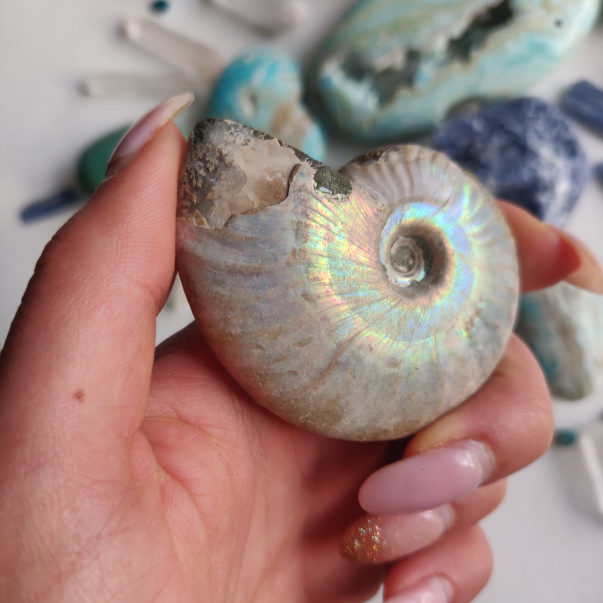 Ammonite, Opalized Ammonite (#16) - Simply Affinity