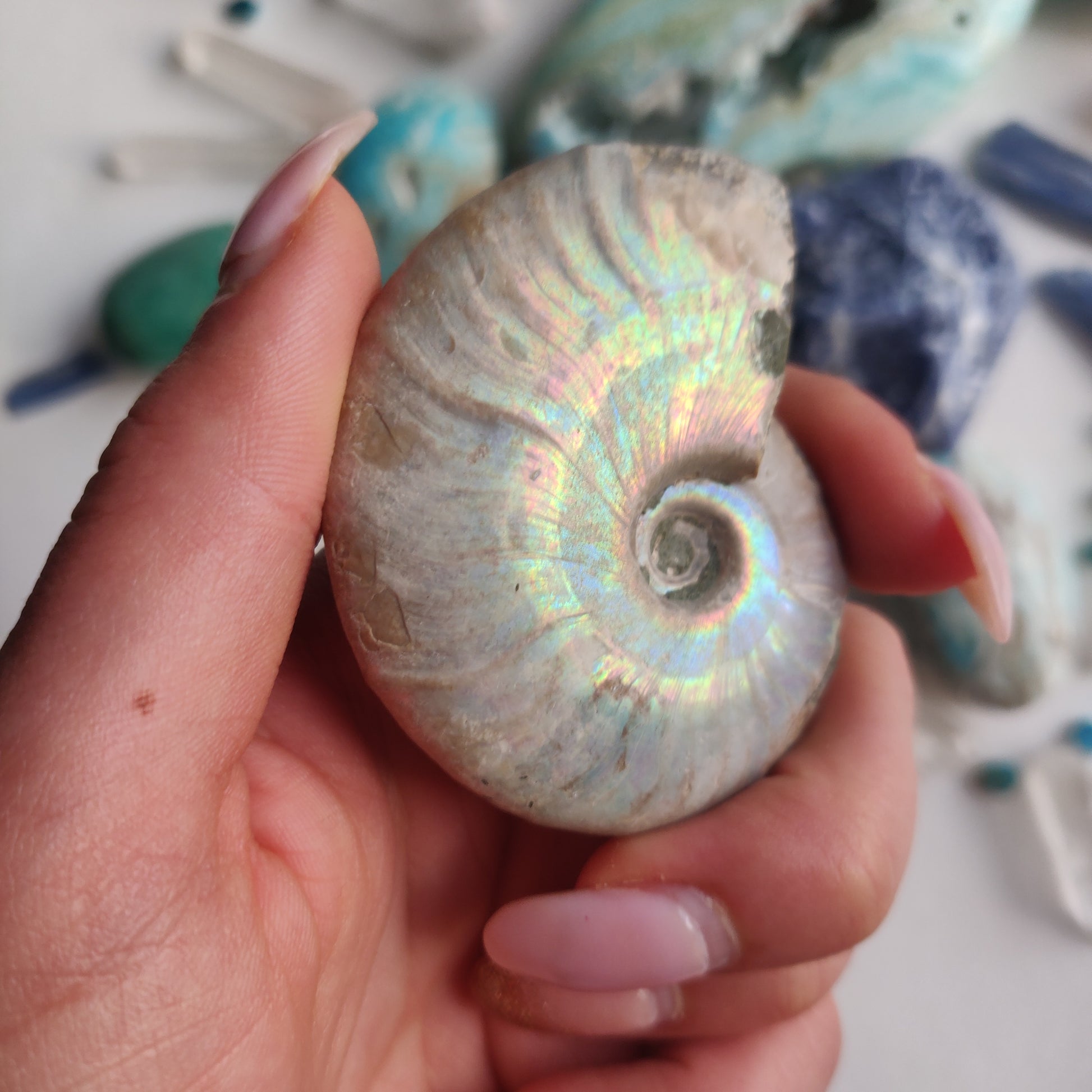 Ammonite, Opalized Ammonite (#16) - Simply Affinity