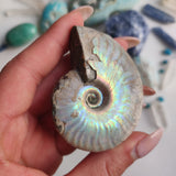 Ammonite, Opalized Ammonite (#16) - Simply Affinity