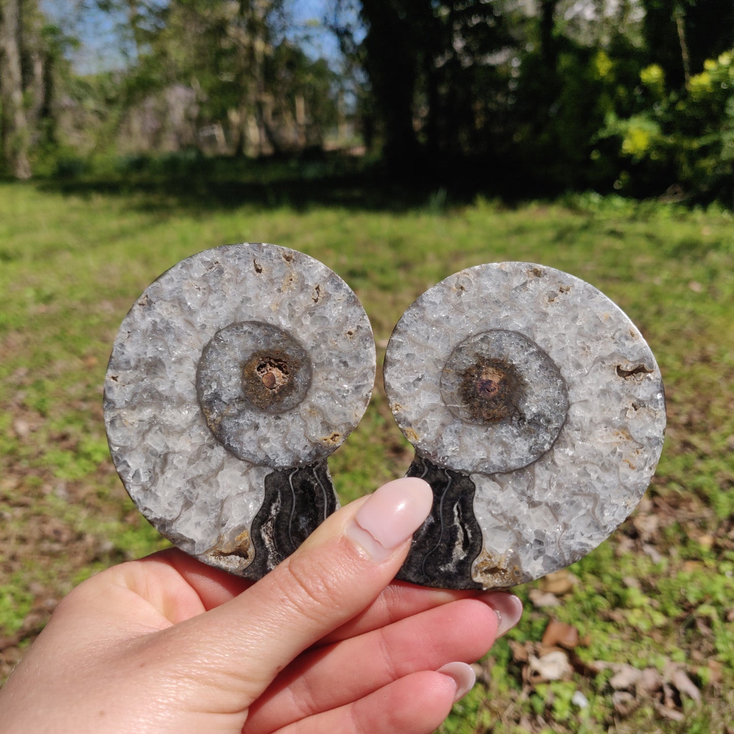 Black Ammonite Pair (#1C) - Simply Affinity