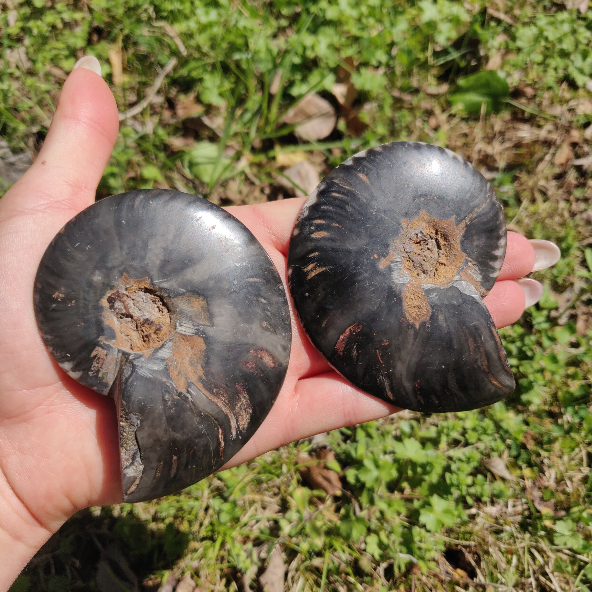 Black Ammonite Pair (#1C) - Simply Affinity