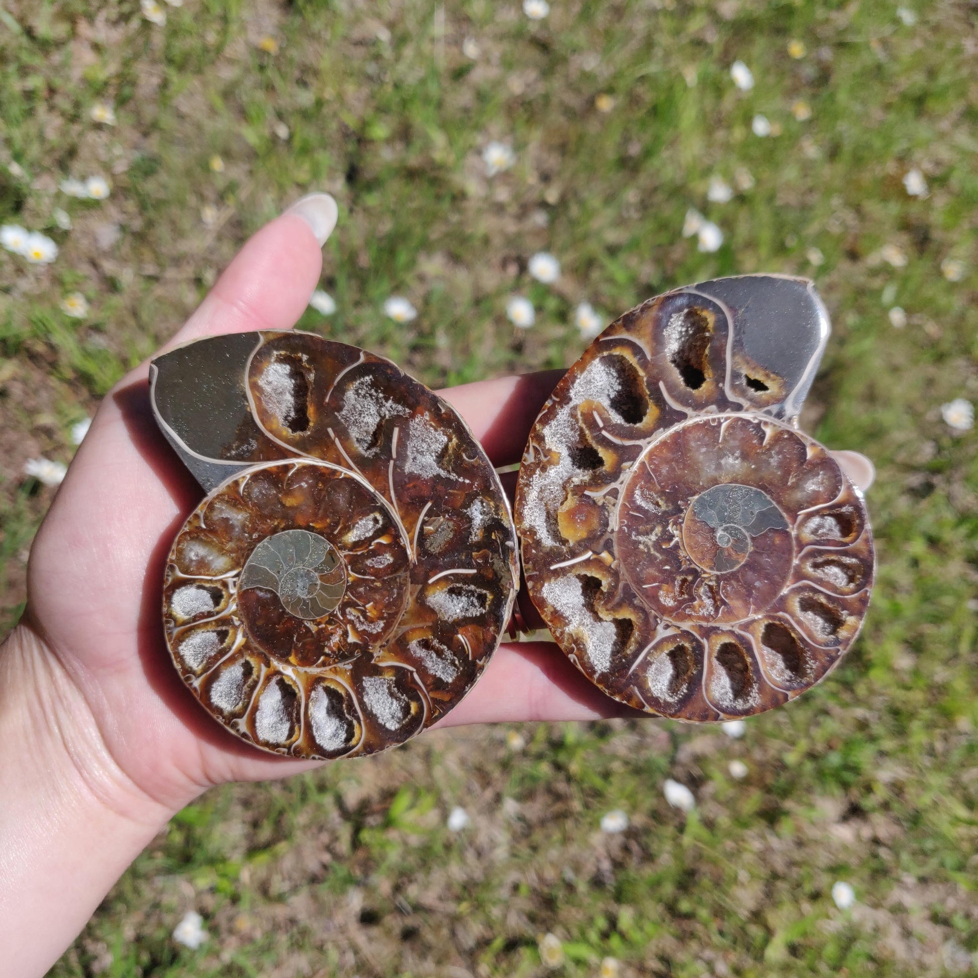 Ammonite Pair (#6) - Simply Affinity
