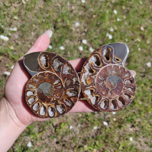 Ammonite Pair (#6) - Simply Affinity