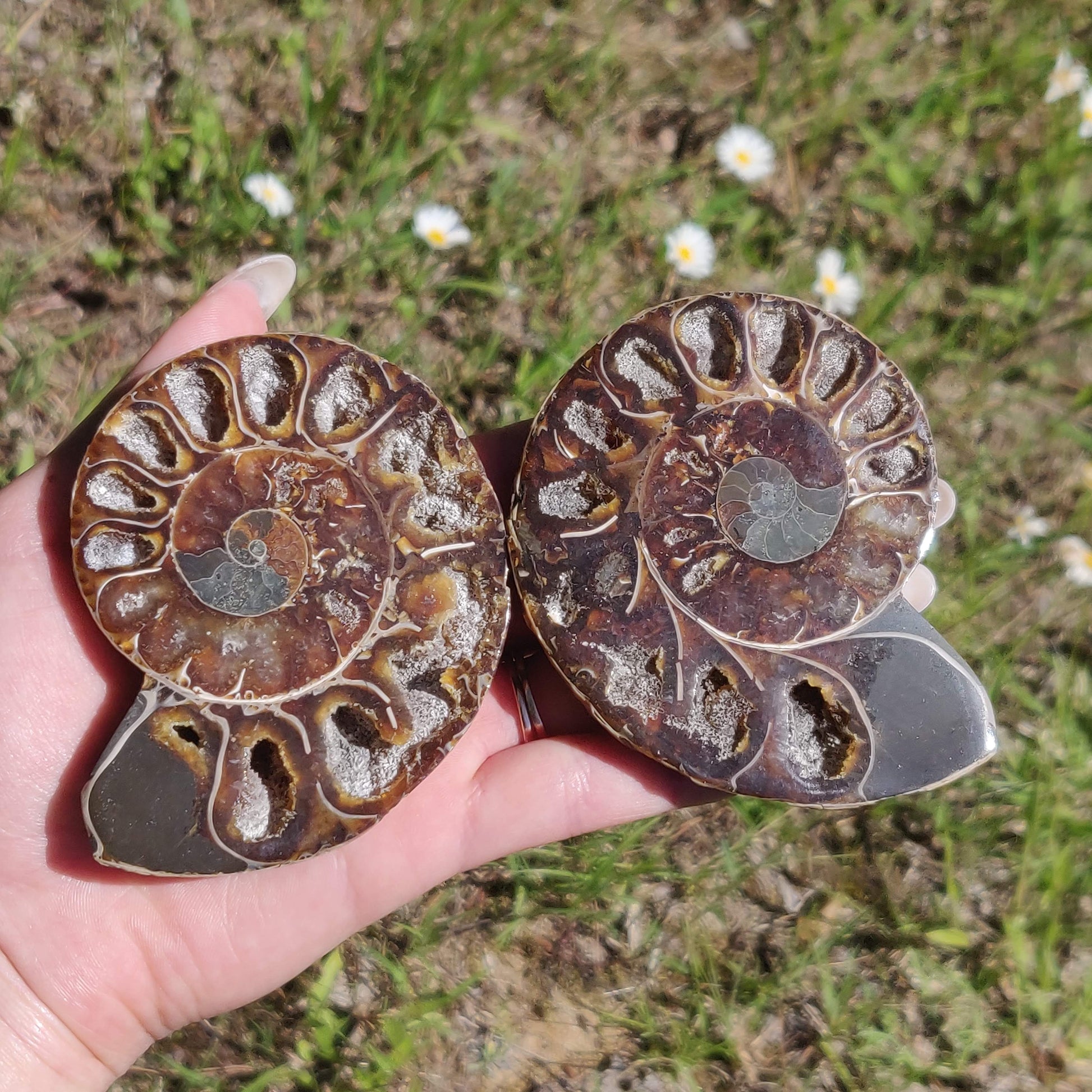 Ammonite Pair (#6) - Simply Affinity