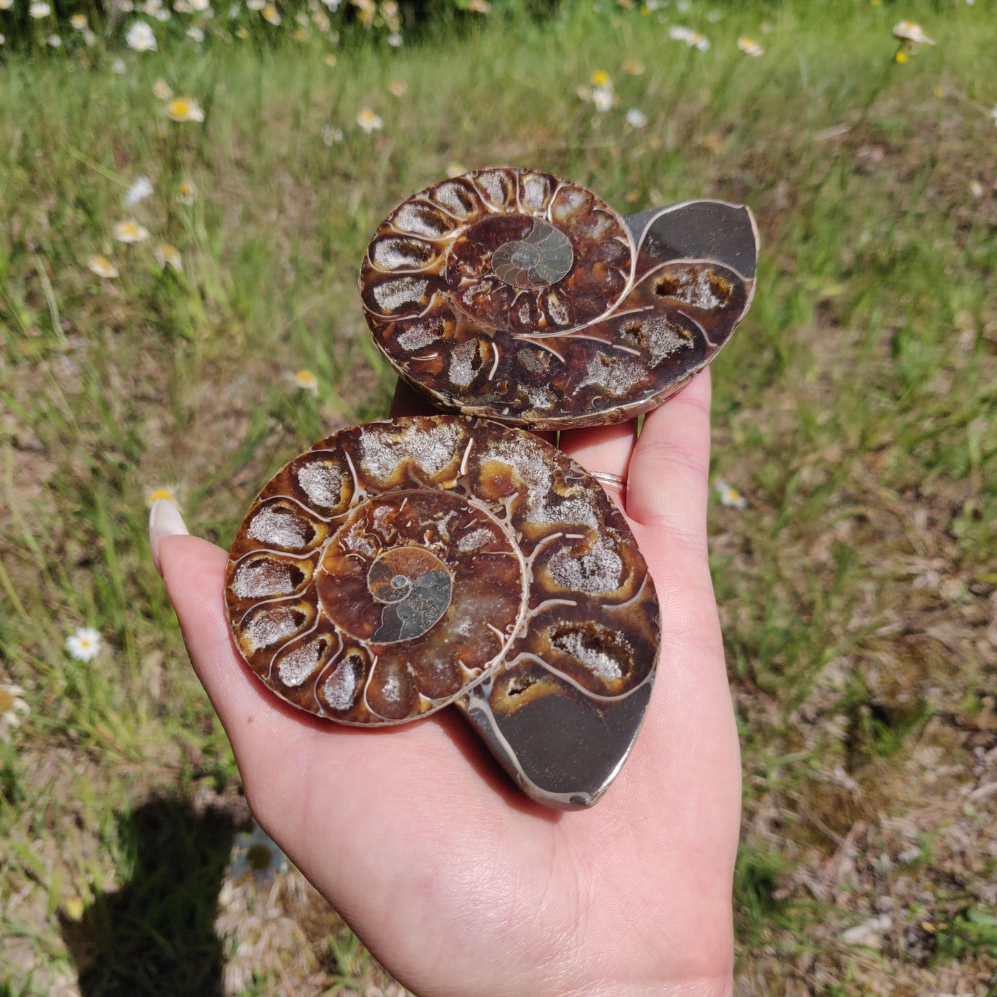 Ammonite Pair (#6) - Simply Affinity